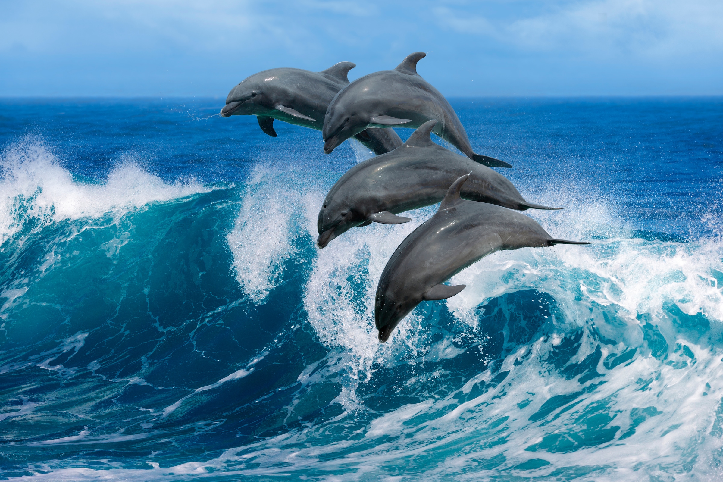 Papermoon Fototapete »Playful Dolphins« glatt