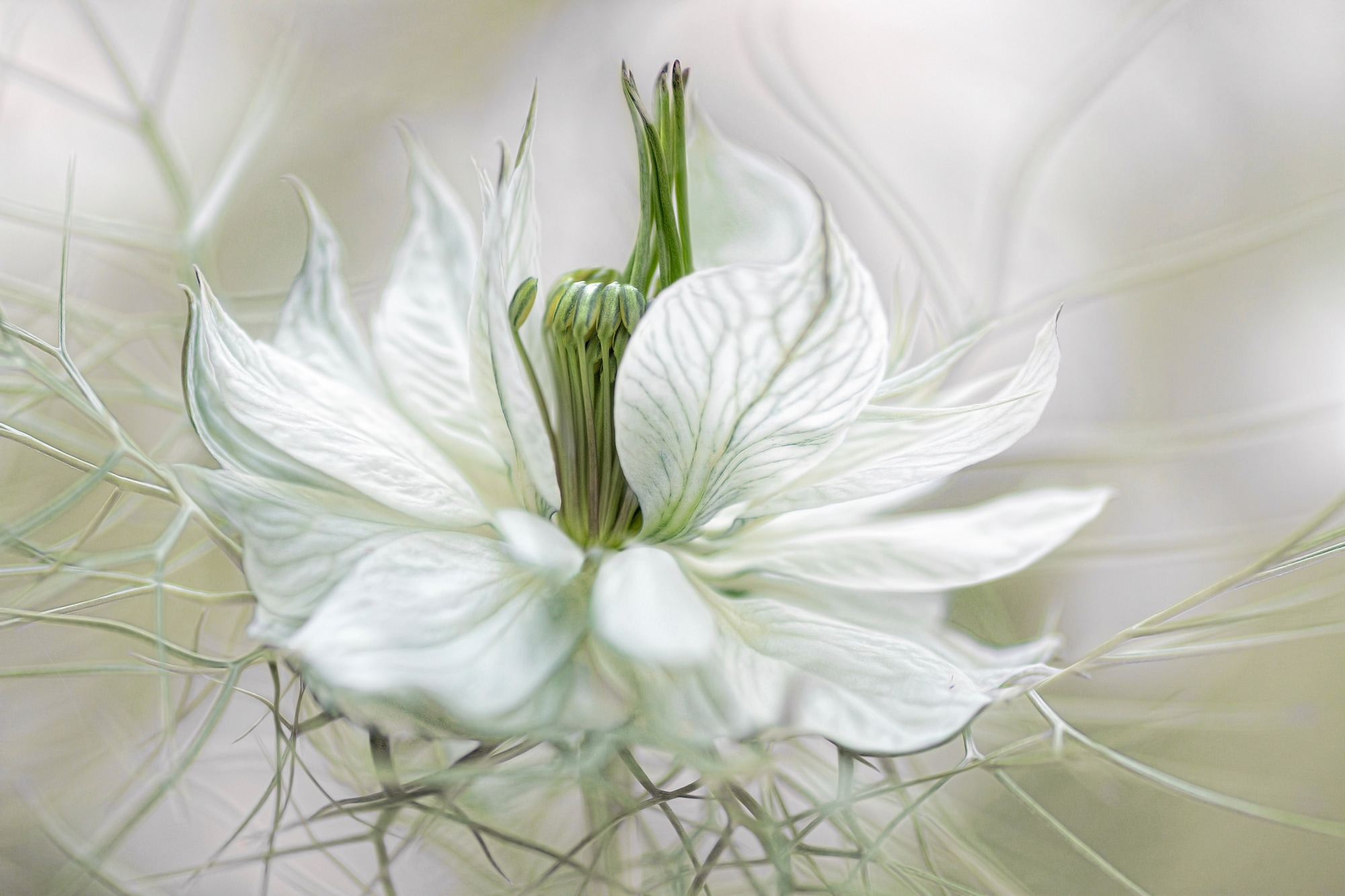 Papermoon Papier peint photo »Photo-Art  MANDY DISHER, NIGELLA«