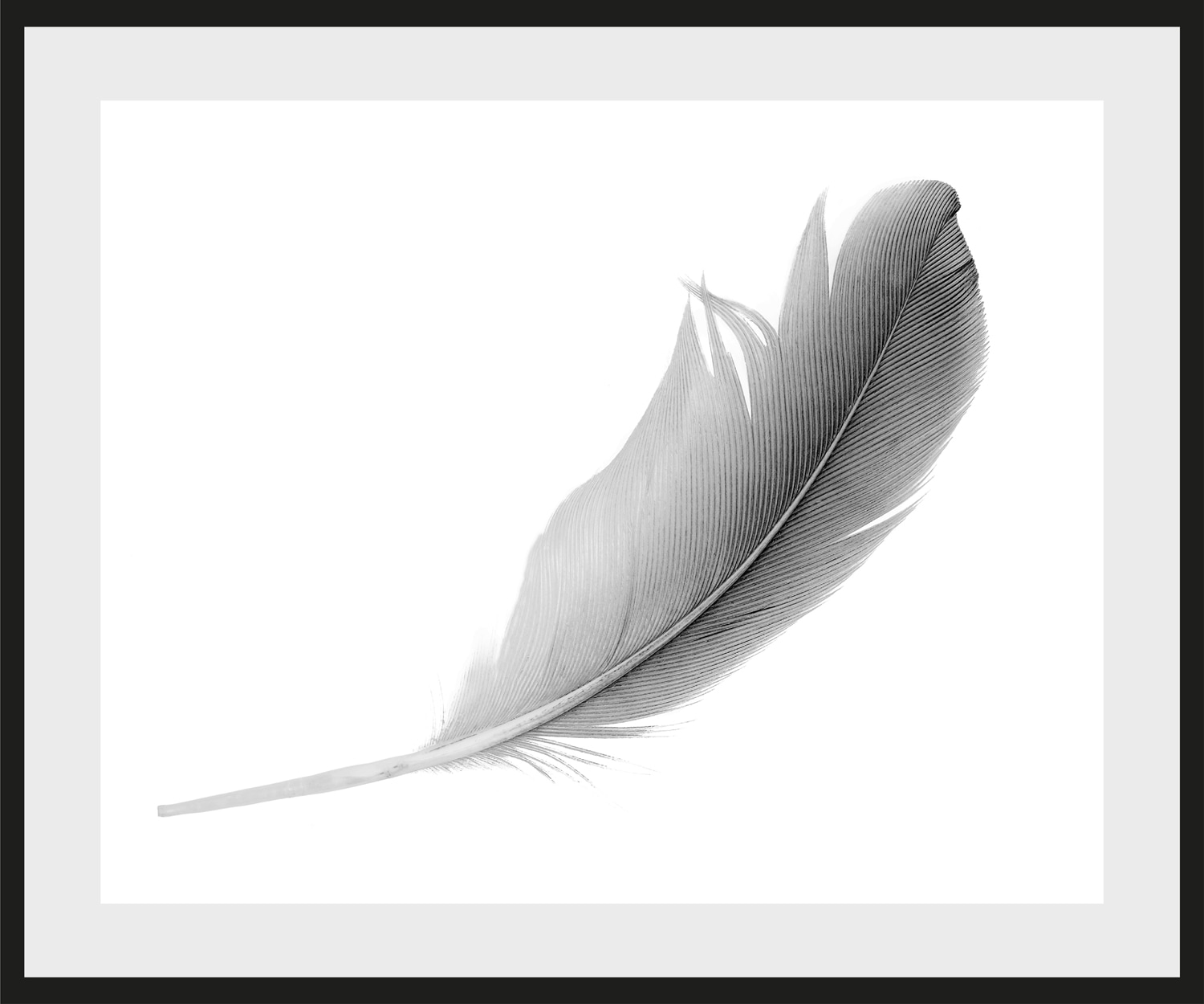 queence Image »Madita« Federn, gerahmt