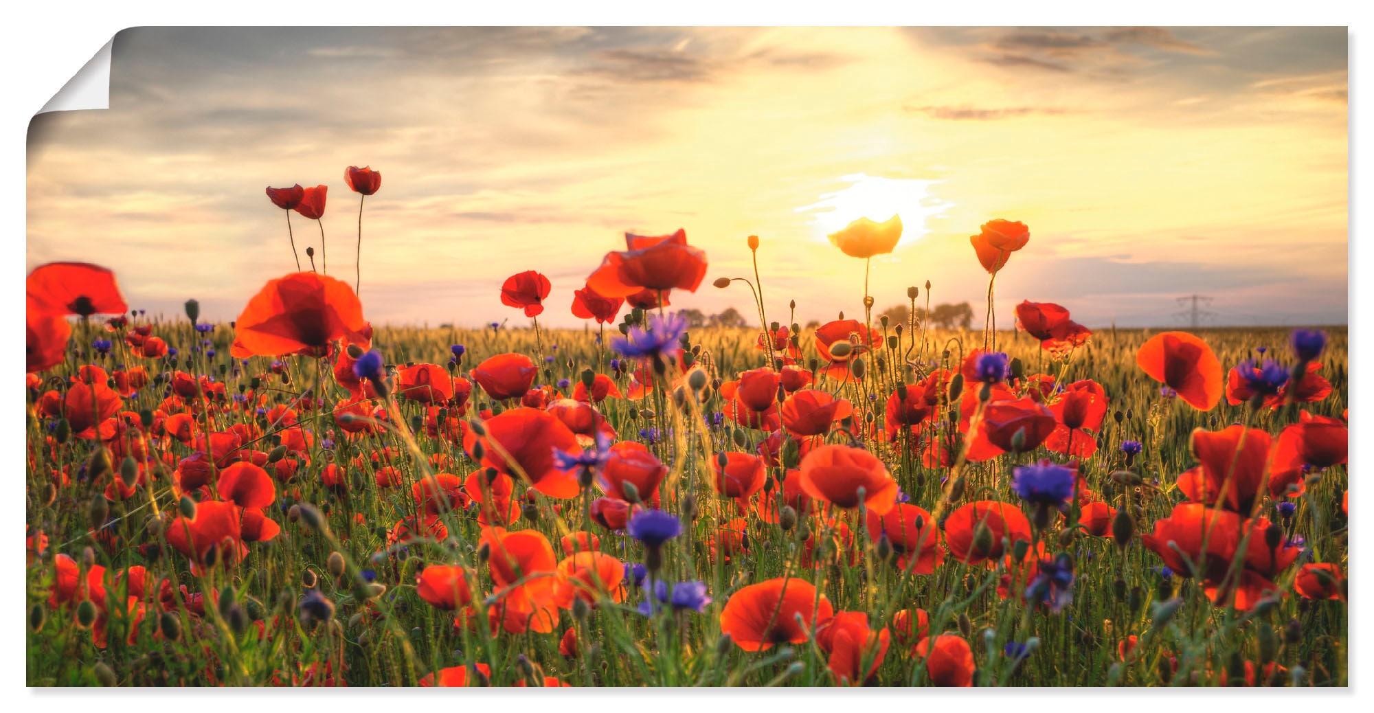 Artland Wandbild »Mohnblumen« Blumen 1 Stk. tlg. als Alubild, Leinwandbild, Poster in verschied. Grössen