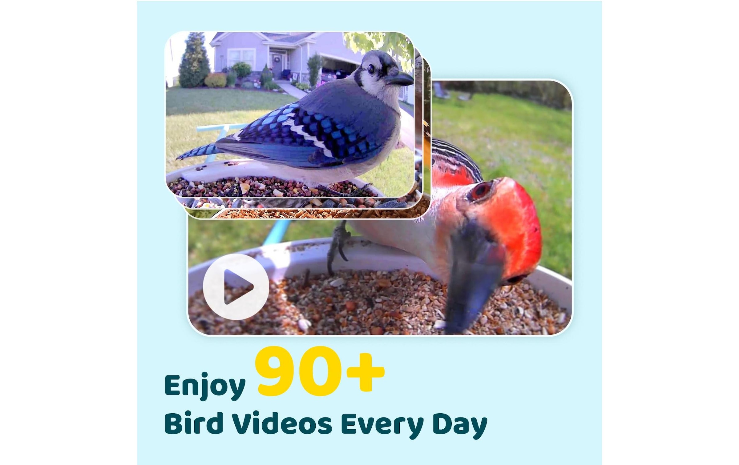 Birdfy Futterspender »Basic Solar«