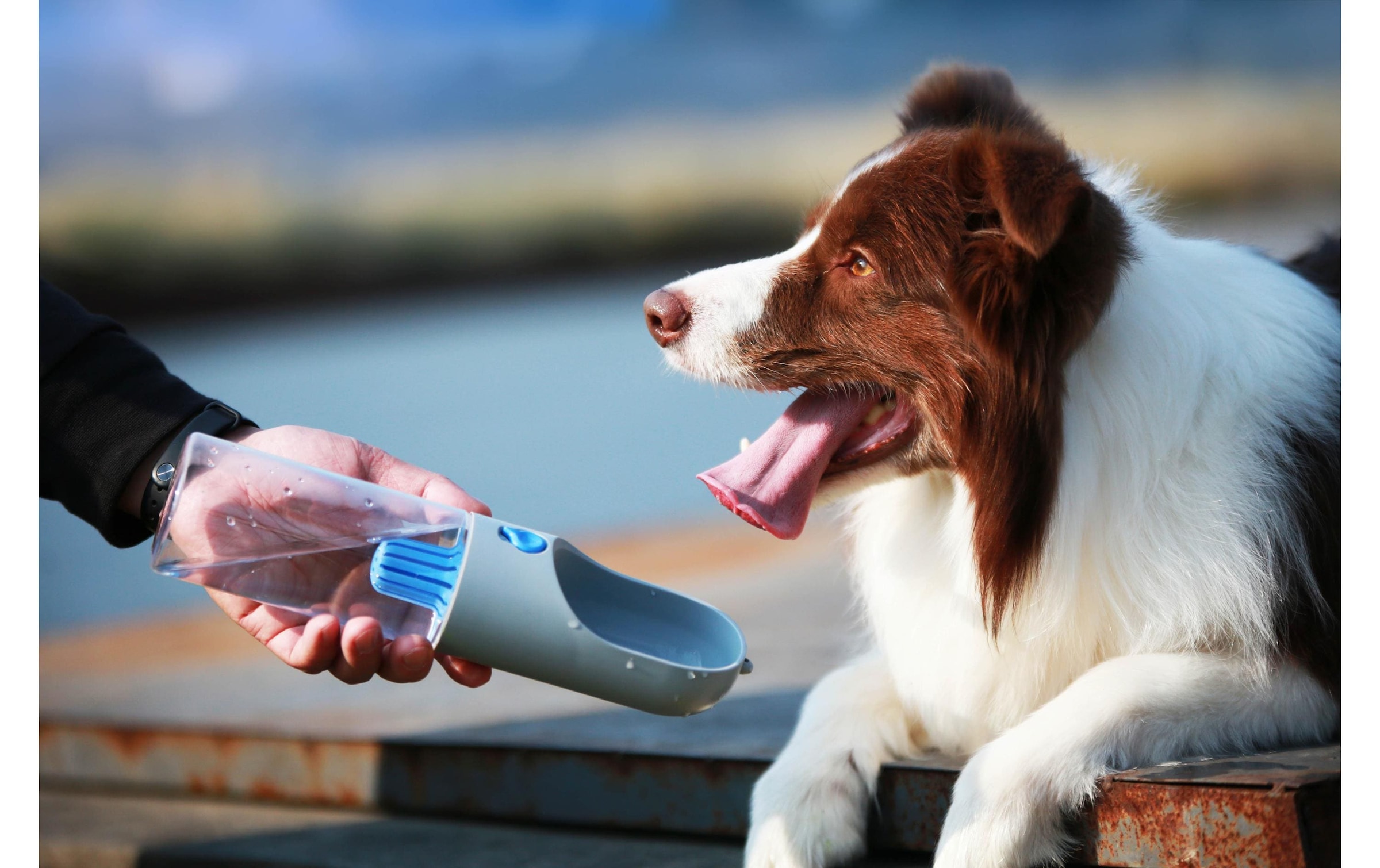 PETKIT Distributeur automatique de nourriture »Eversweet 400«