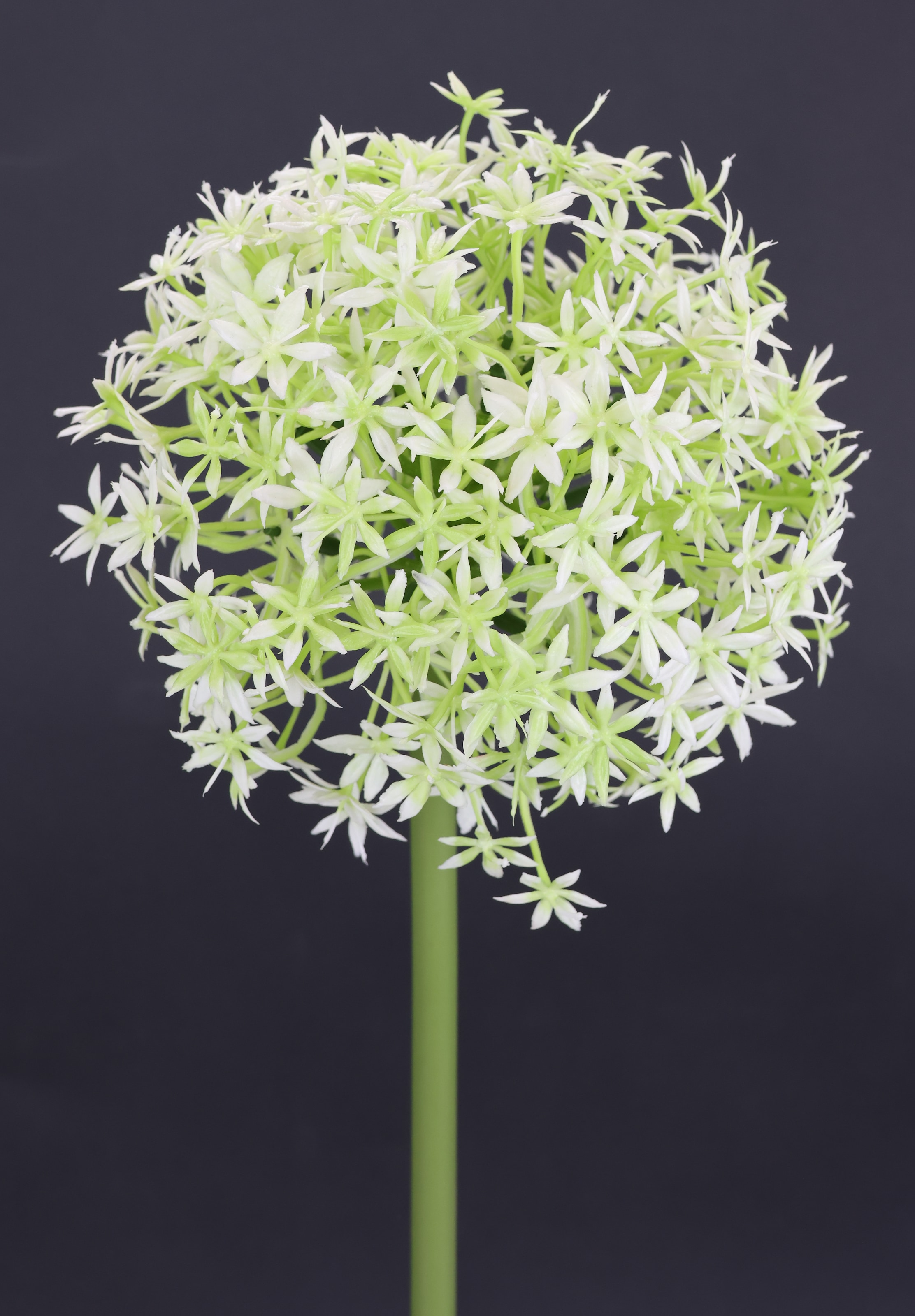 I.GE.A. Fleur artificielle »Allium Zierlauch« Stielblume künstliche Blumen, 2er Set
