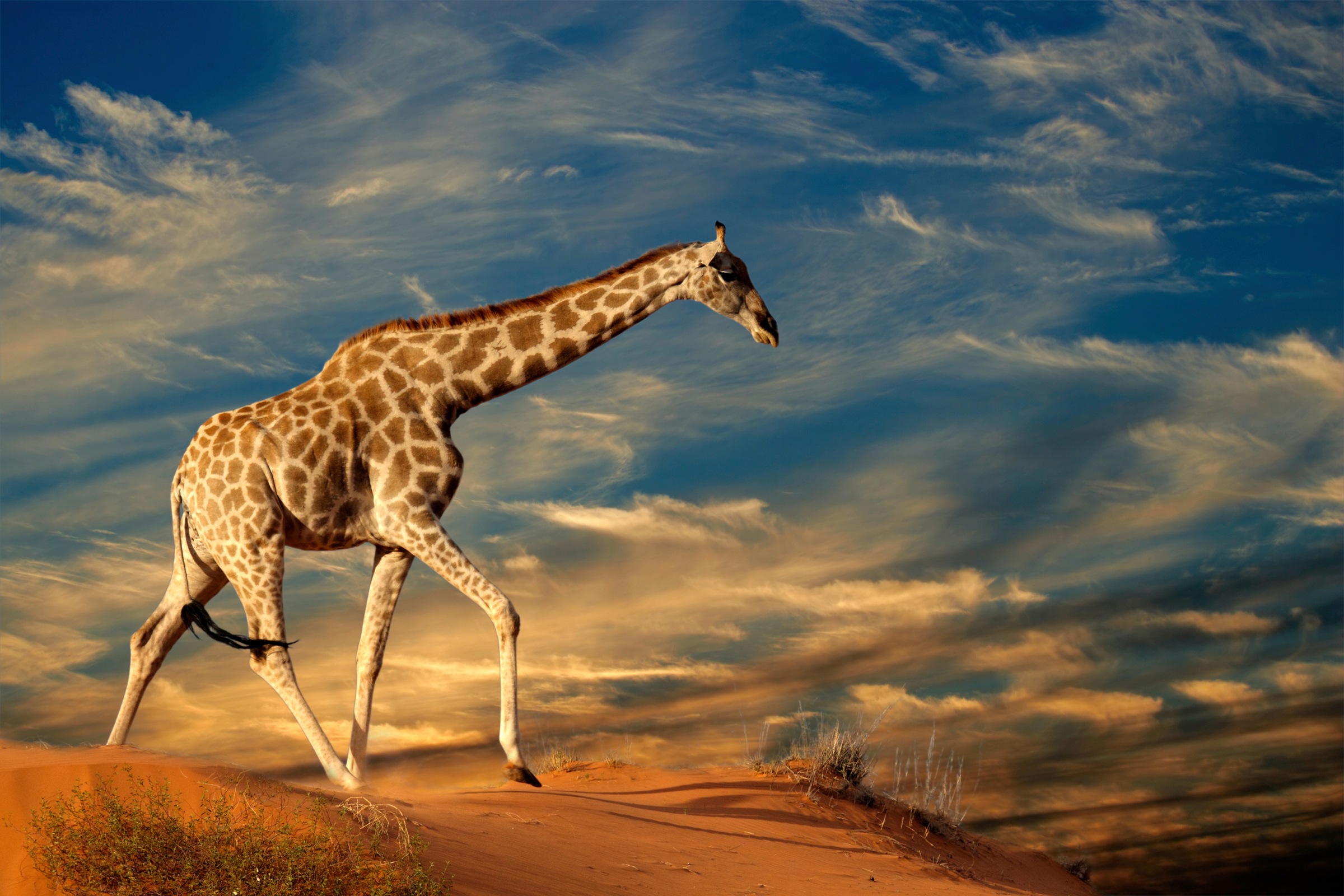 Papermoon Fototapete »GIRAFFE-TIERE AFRIKA SAVANNE STEPPE DÜNE HIMMEL WOLKEN«
