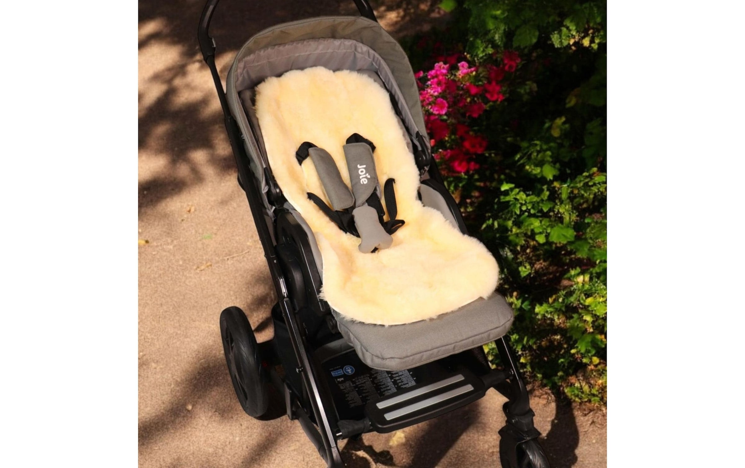 Kaiser Chancelière »Sheep«