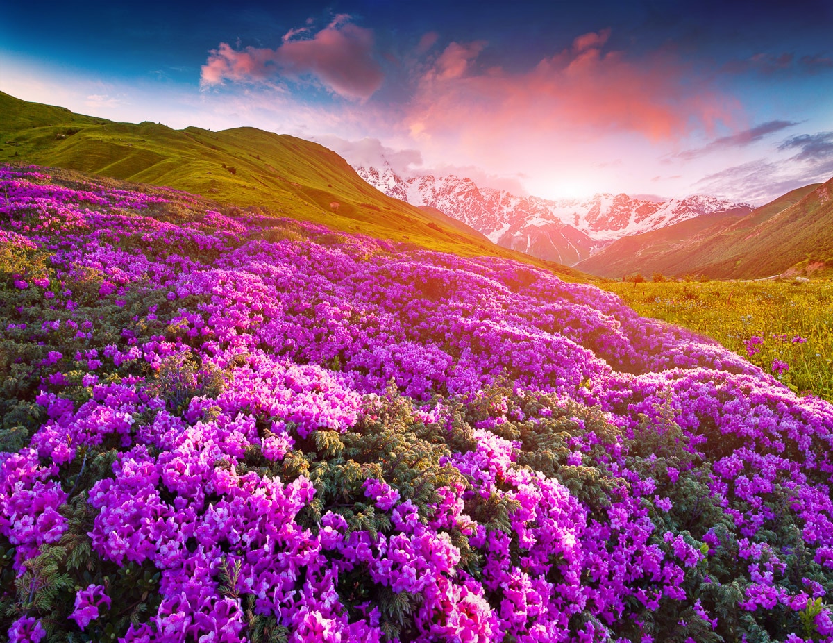 Papermoon Fototapete »Berge Blumen«