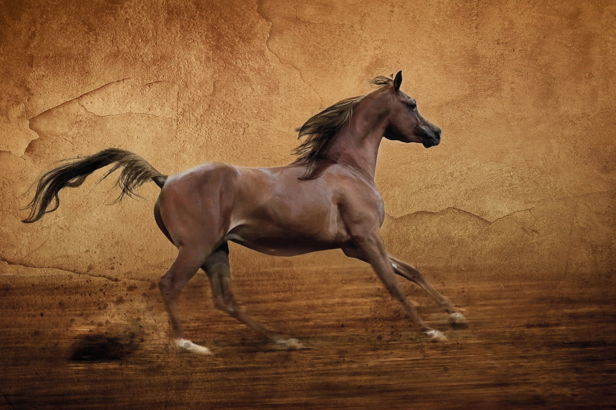 Papermoon Papier peint photo »Pferd«