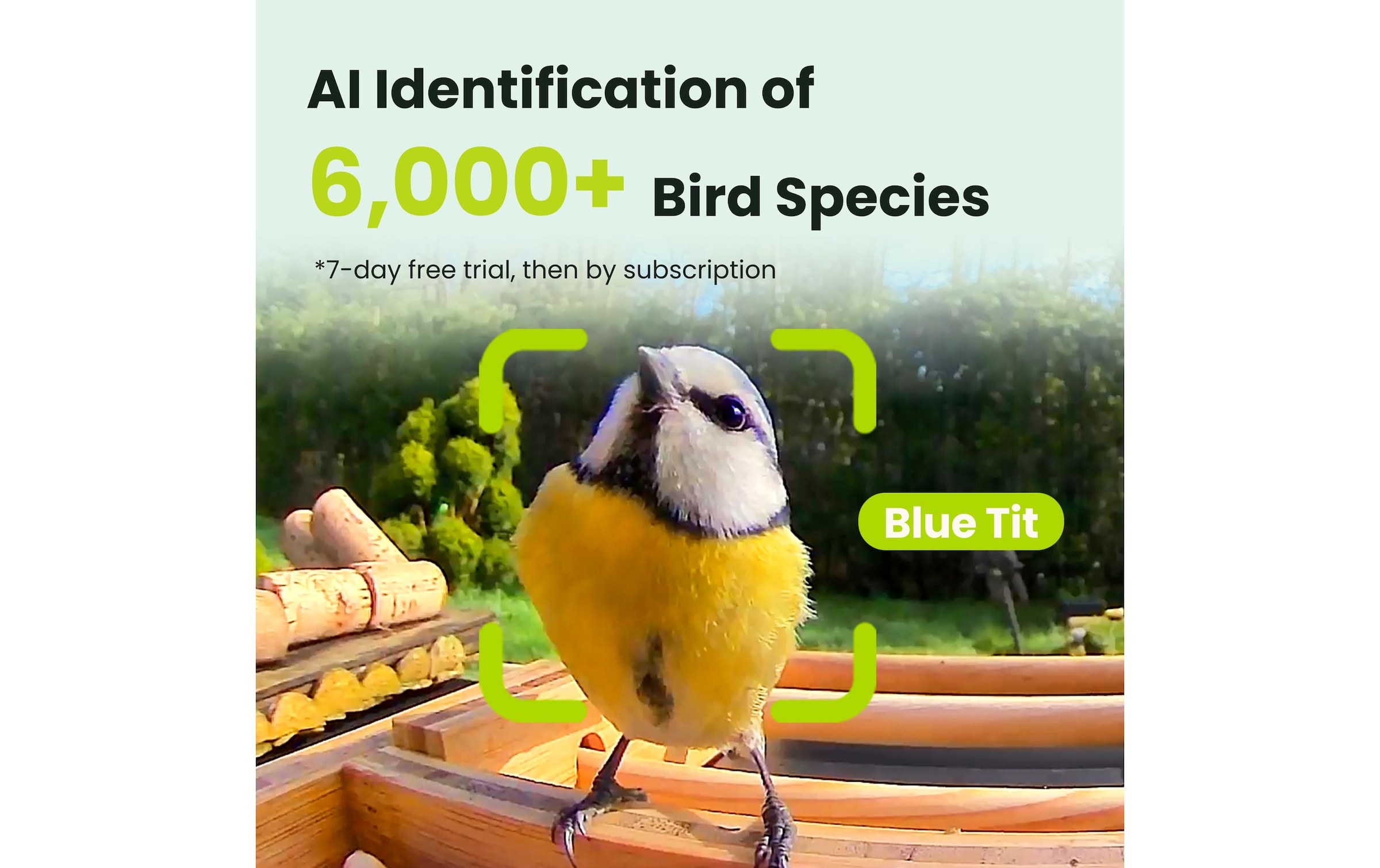   Vogelhaus »mit Kamera 1080p« Smartes Vogelhaus mit Kamera mit Farb-Nachtsicht