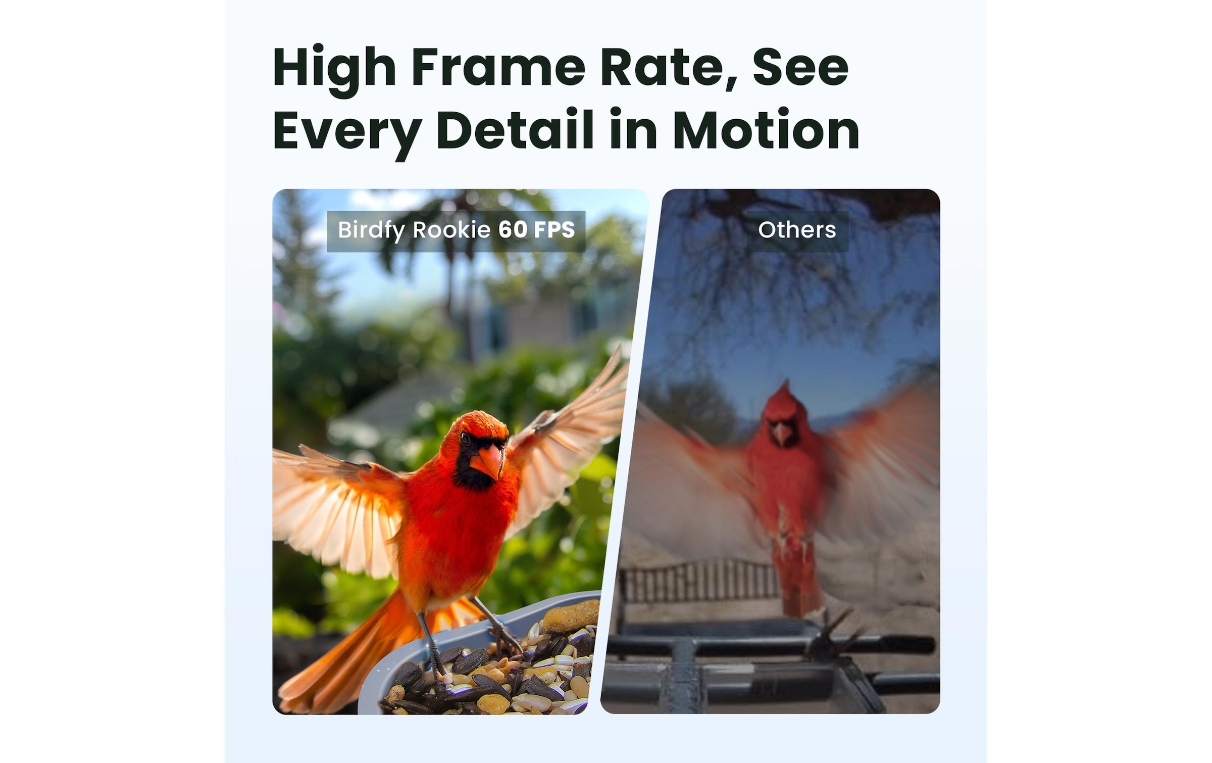   Vogelhaus »mit Kamera 60 fps 1080p« Smartes Vogelhaus mit HD Kamera mit AI Erkennung