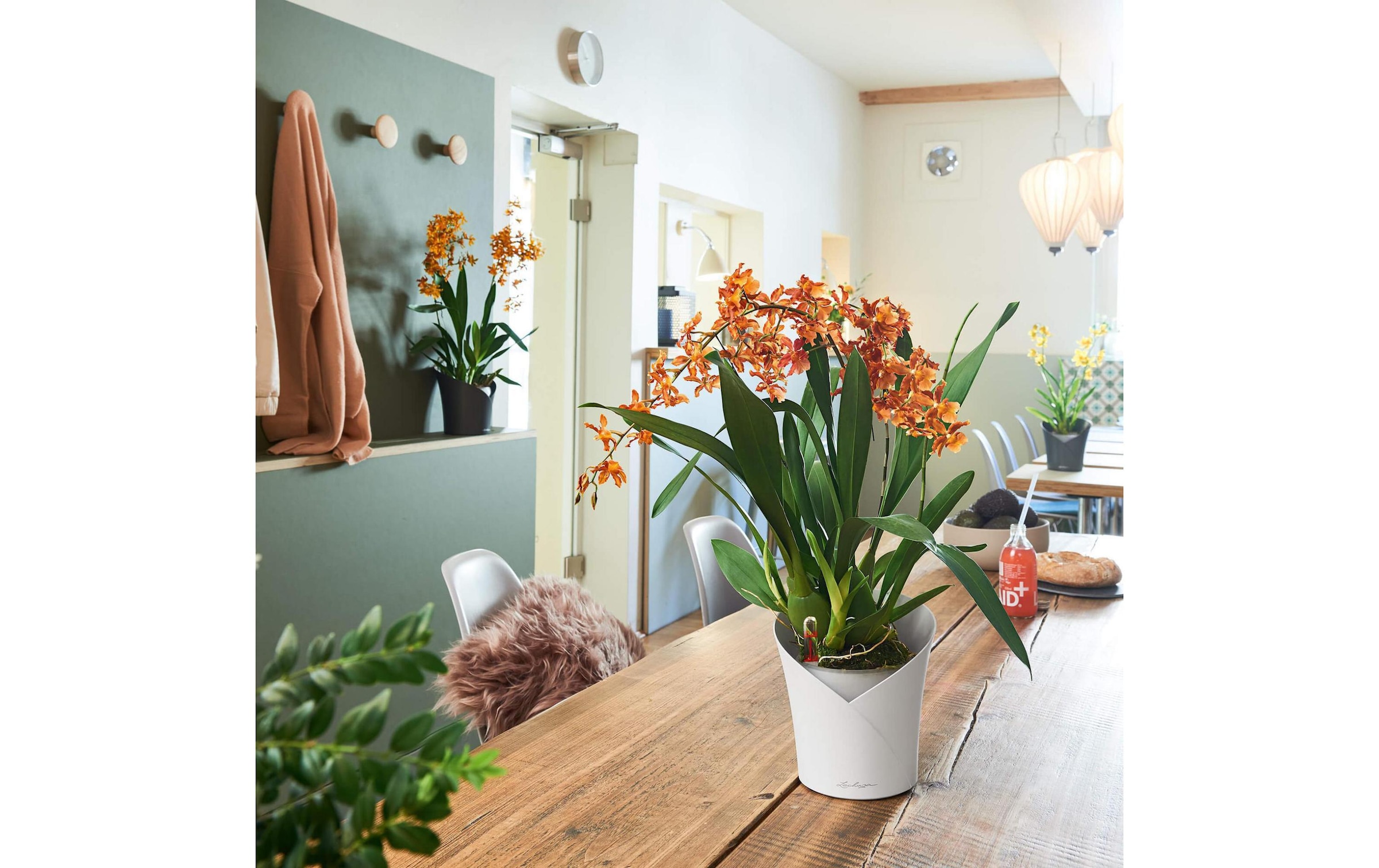   Blumentopf »Lechuza Blumentopf ORCHIDEA Schwarz« Material: Polypropylen