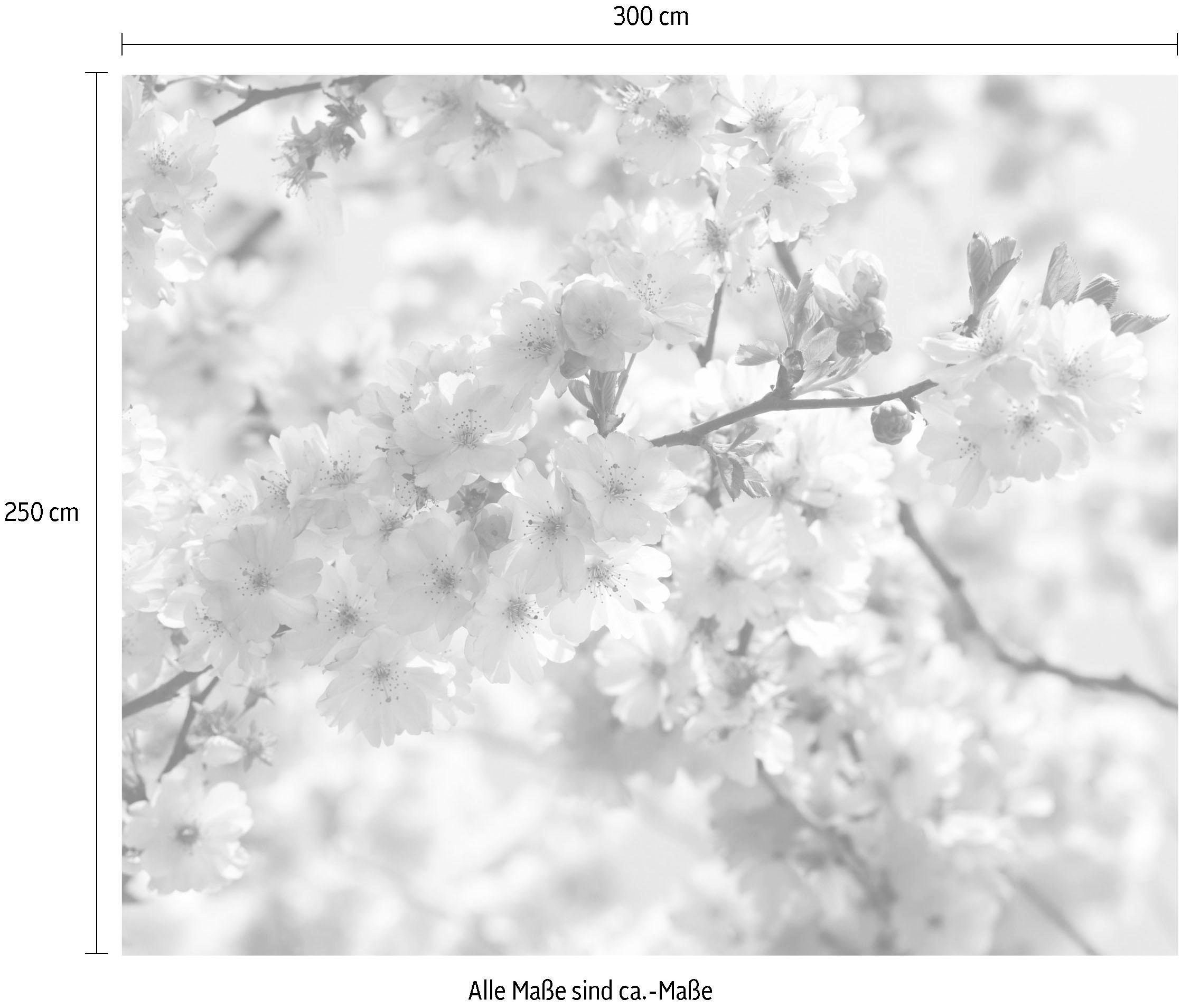 Komar Vliestapete »Digitaldruck Vlies -  Spring - Grösse 300 x 250 cm« bedruckt glatt Wohnzimmer, Schlafzimmer