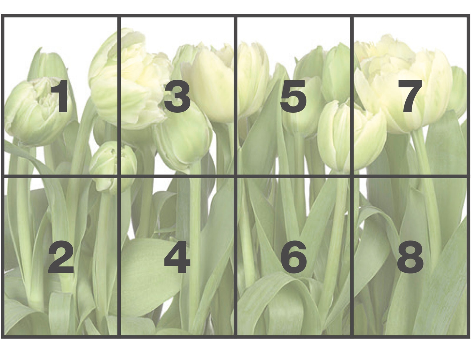 Komar Papier peint photo »Papier Fototapete - Tulips - Grösse 368 x 254 cm« imprimé