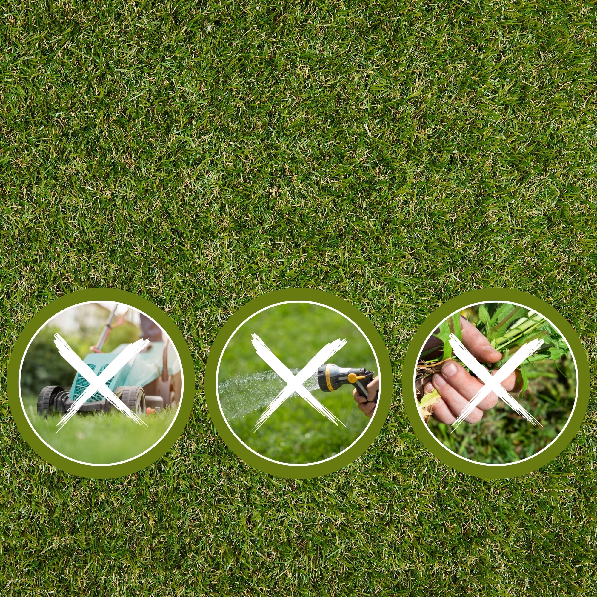 Andiamo Gazon synthétique »Rasenteppich Jever« Rectangulaire 20 mm Höhe natürliche Optik, mit Drainagefunktion, für Balkon, Terrasse & Garten