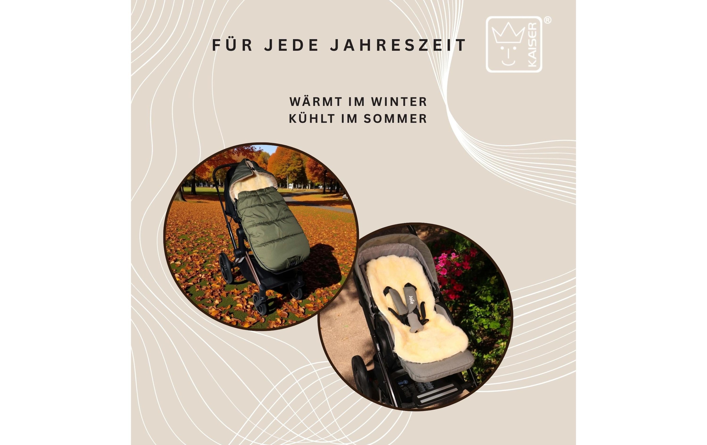 Kaiser Chancelière »Sheep«