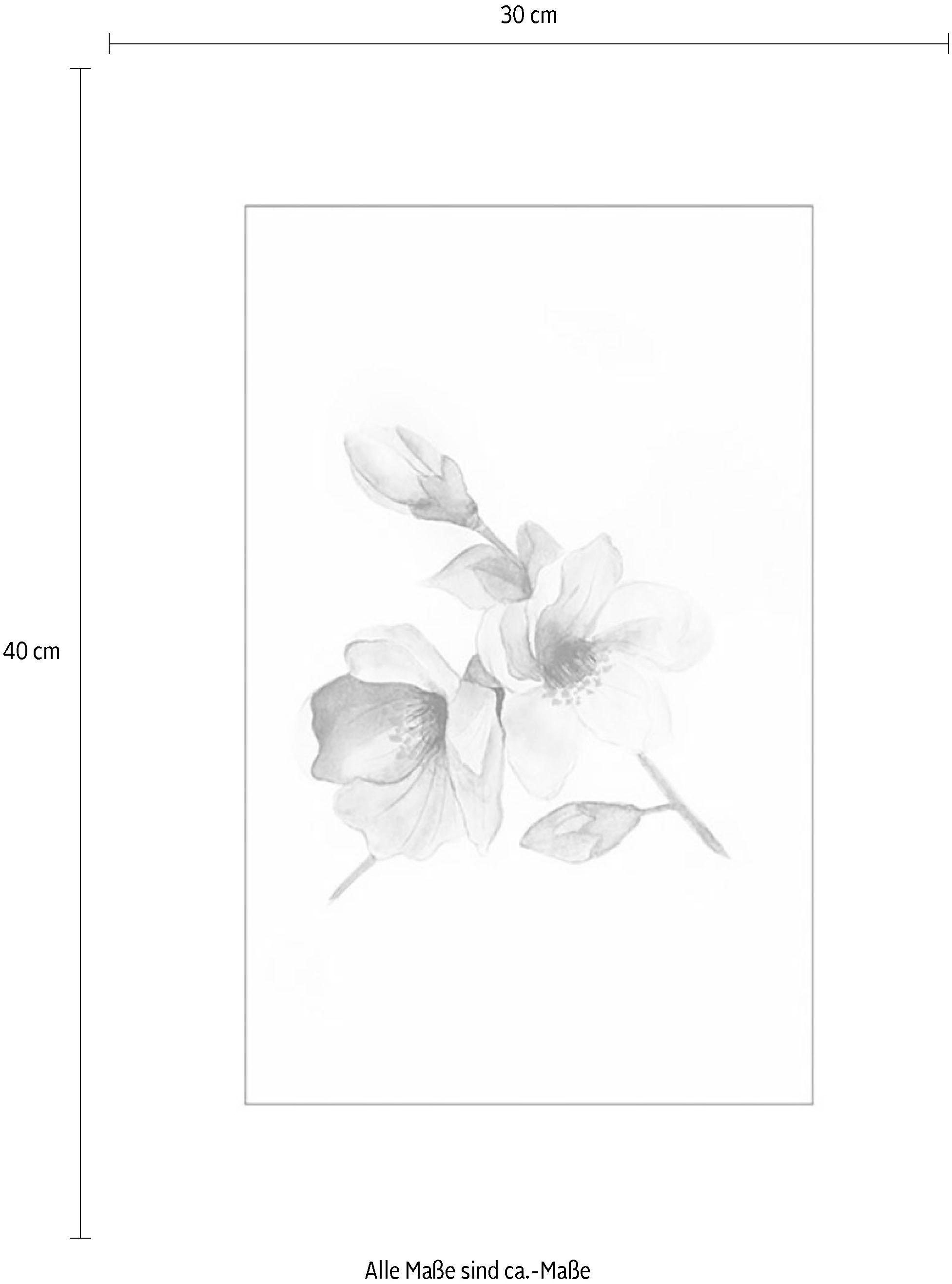 Komar Bild »Magnolia Breathe« Blumen 1 Stk. tlg. Wandbild zur Dekoration - ohne Rahmen