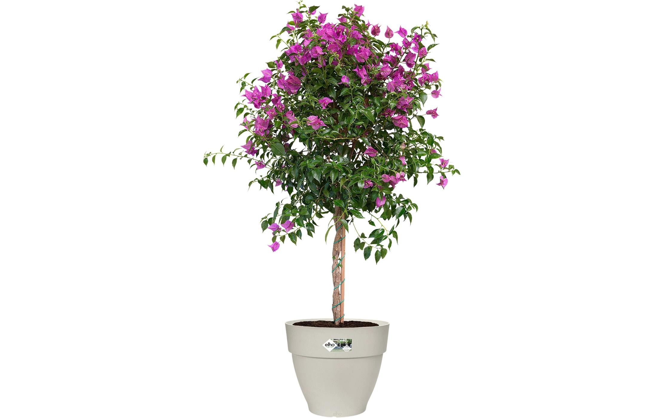 Elho Pot de fleurs »Vibia Campana Rund 35 cm«