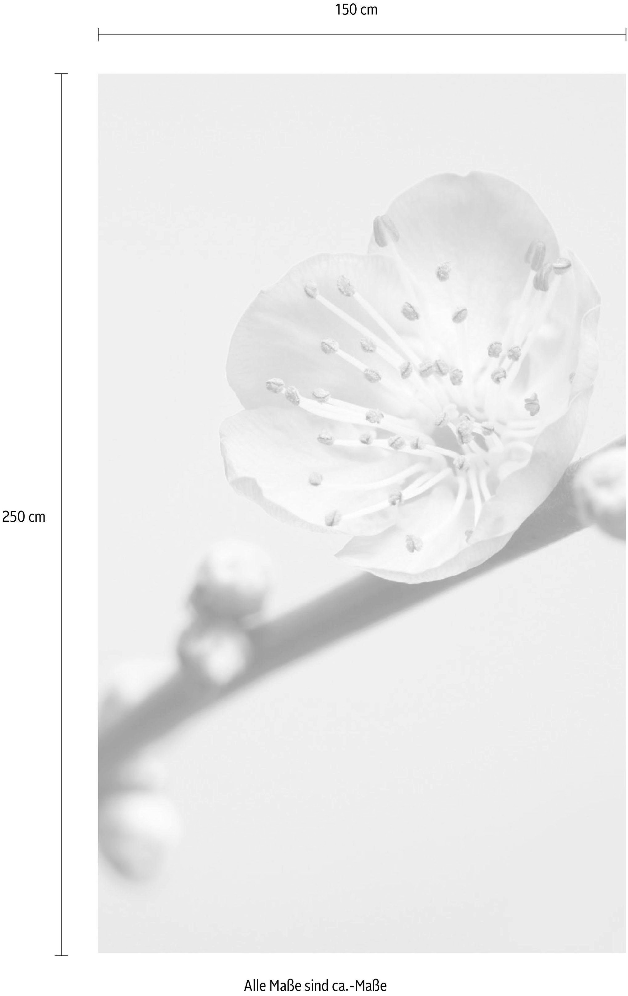 Komar Papier peint intissé »Peach Blossom« (Breite x Höhe)