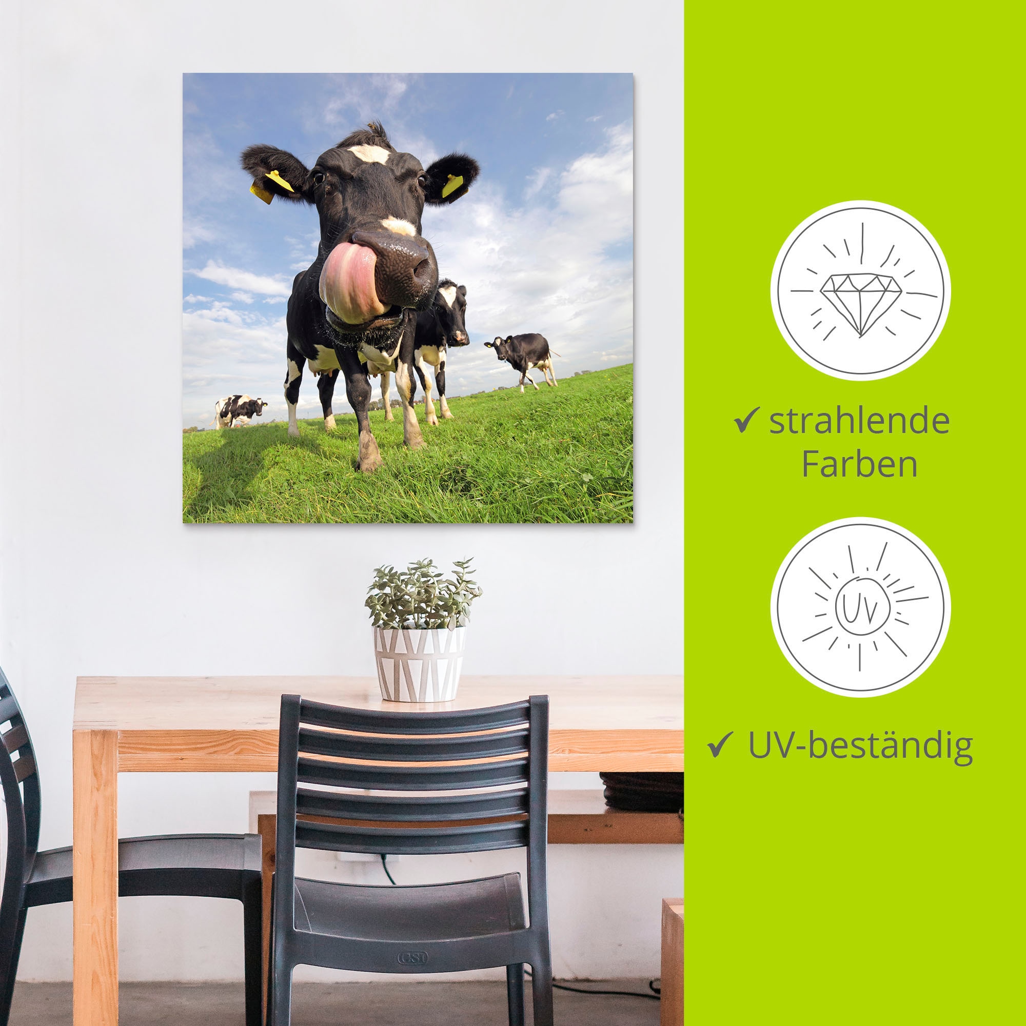 Artland Alu-Dibond-Druck »Holstein-Kuh mit gewaltiger Zunge« Haustiere 1 Stk. tlg. für Innen- und Aussenbereich geeignet, Outdoorbild