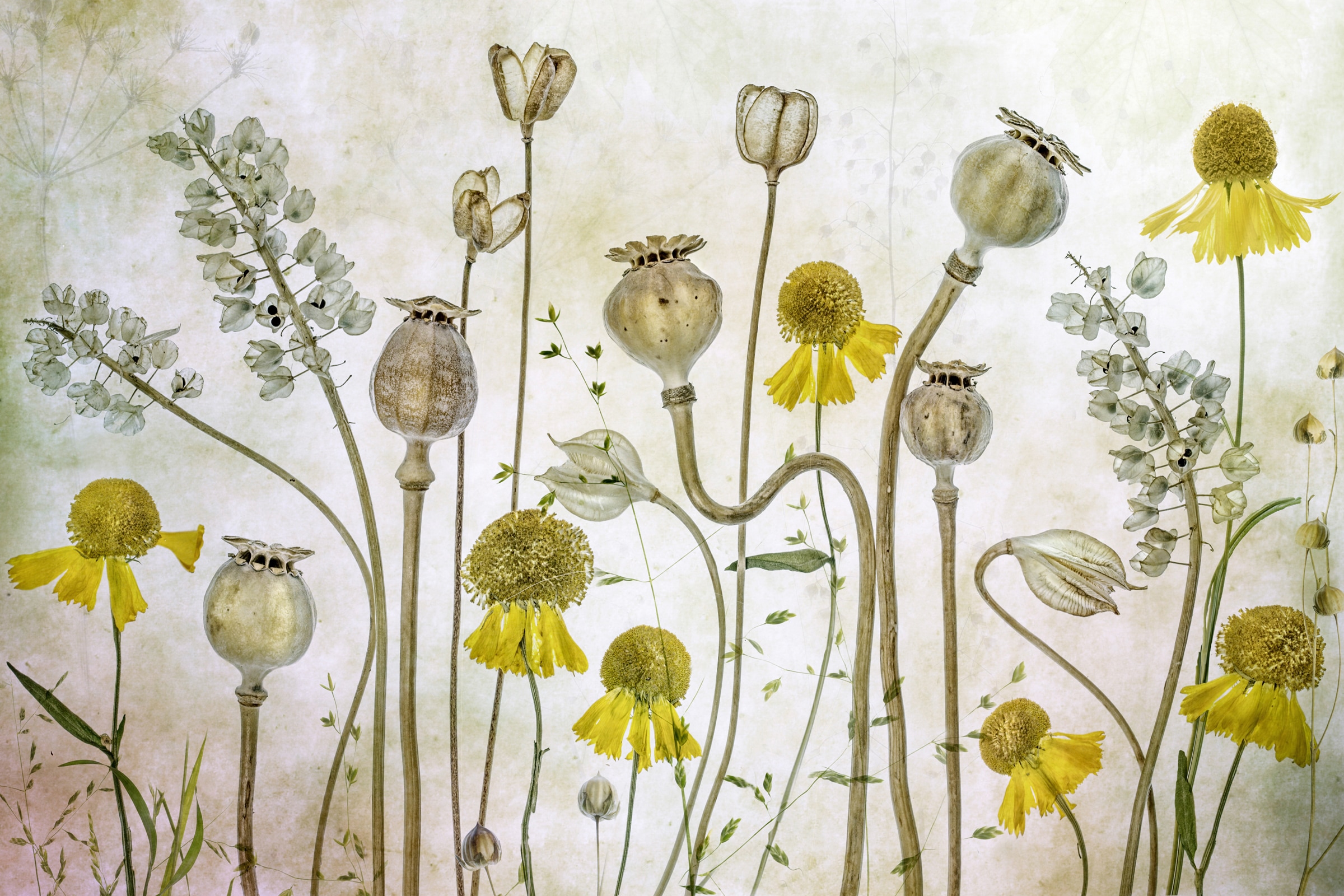 Papermoon Fototapete »Photo-Art  MANDY DISHER, MOHNBLUMEN UND HELENIUM«