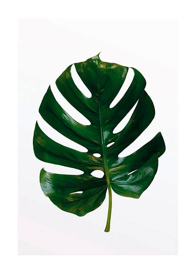 Komar Bild »Monstera Leaf« Blätter | Pflanzen 1 Stk. tlg. Wandbild zur Dekoration - ohne Rahmen