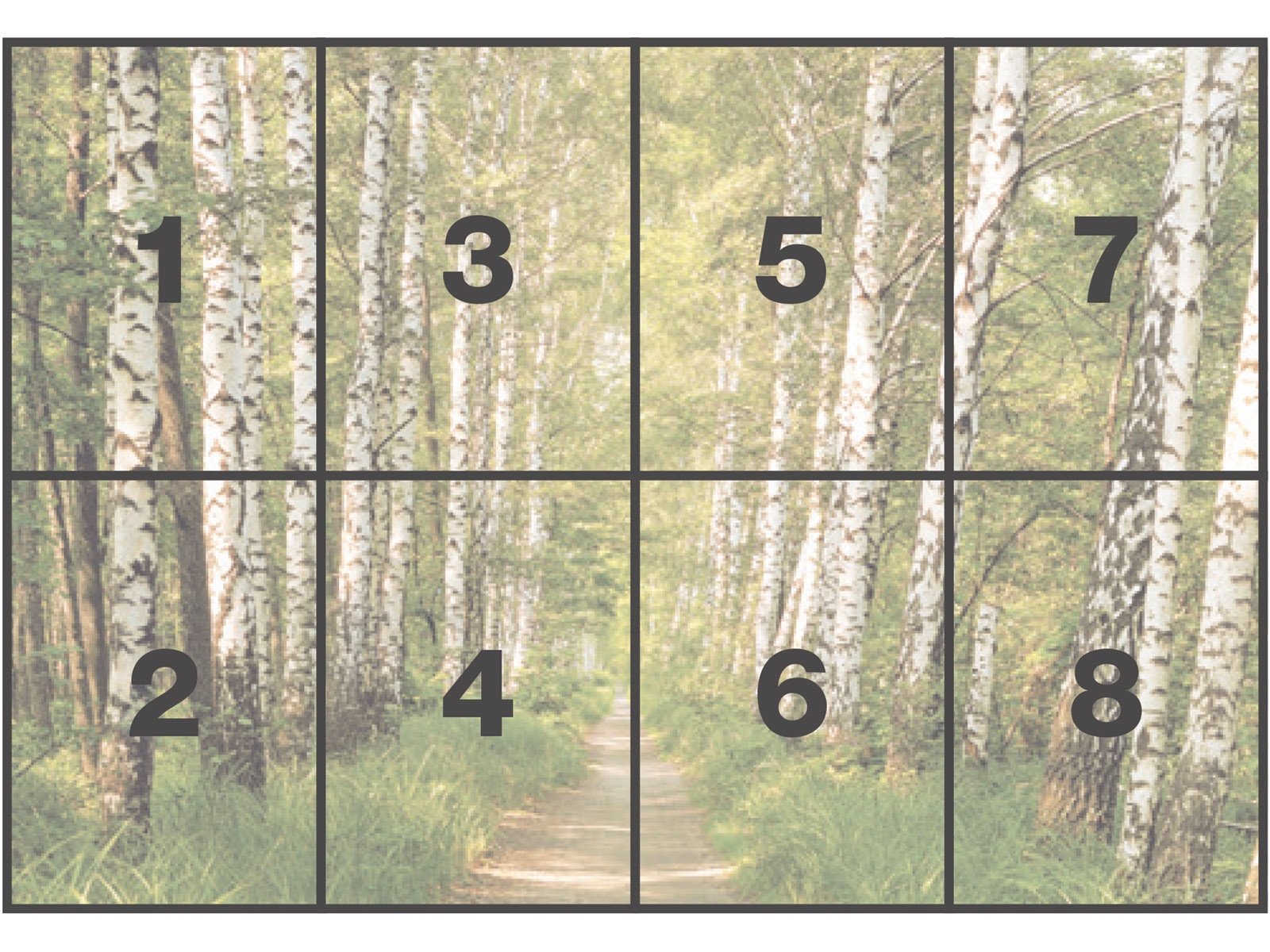 Komar Fototapete »Papier Fototapete - Birkenwald - Grösse 368 x 254 cm« Motiv | bedruckt glatt