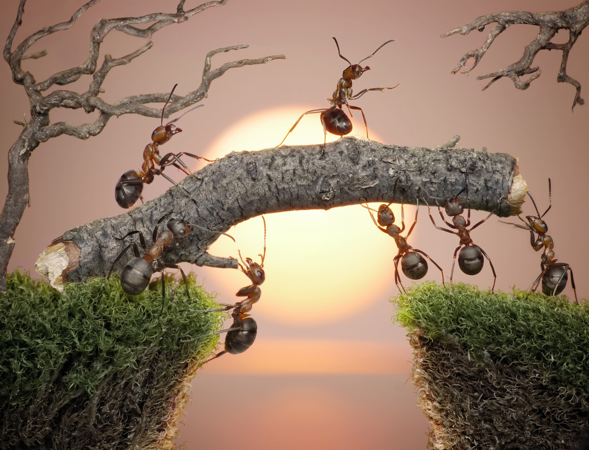 Papermoon Papier peint photo »Ants Teamwork« lisse