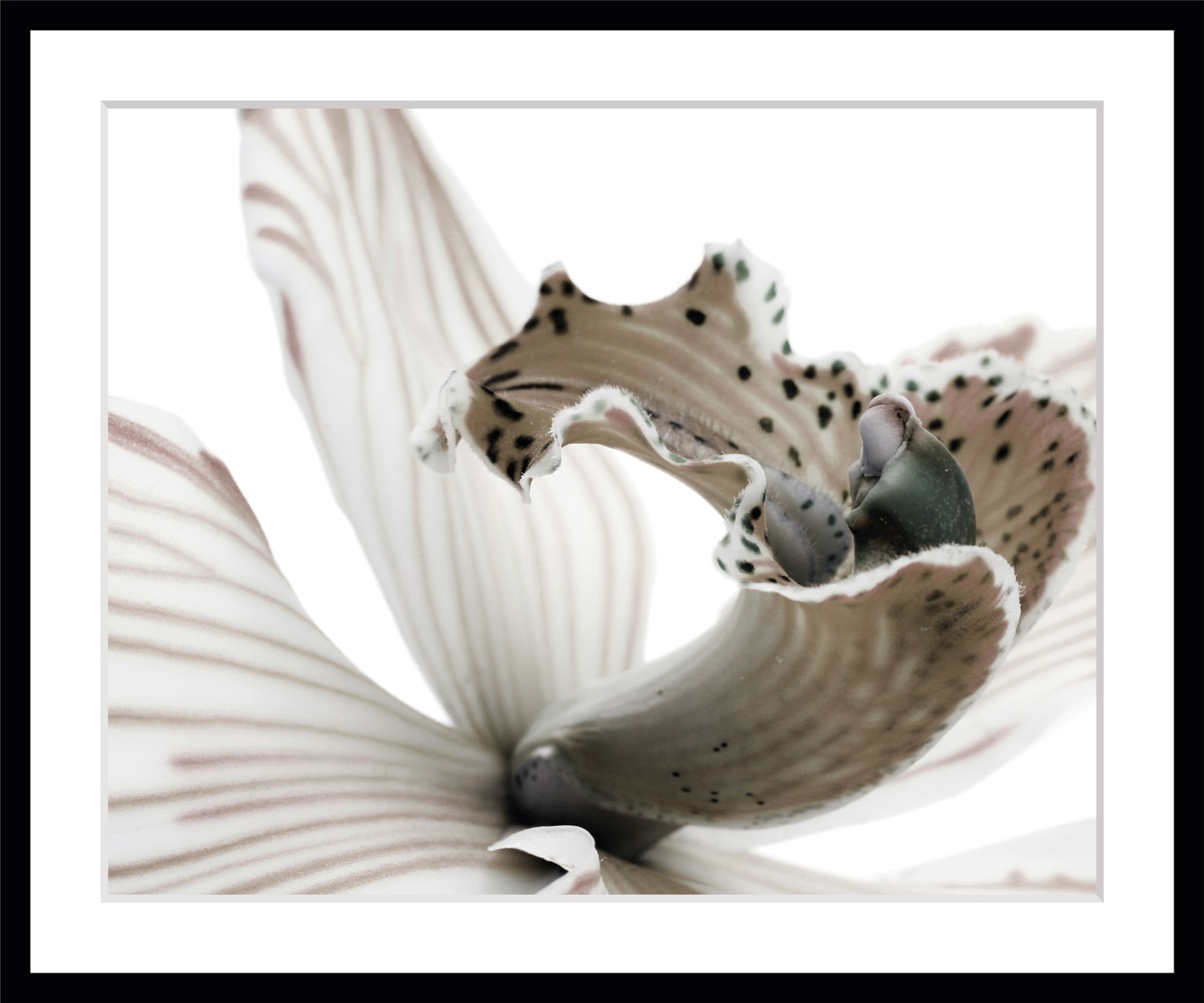 queence Bild »Herkules« Blumen | Blumenbilder | Foto | Kunst | Pflanzenbilder Rosen, gerahmt