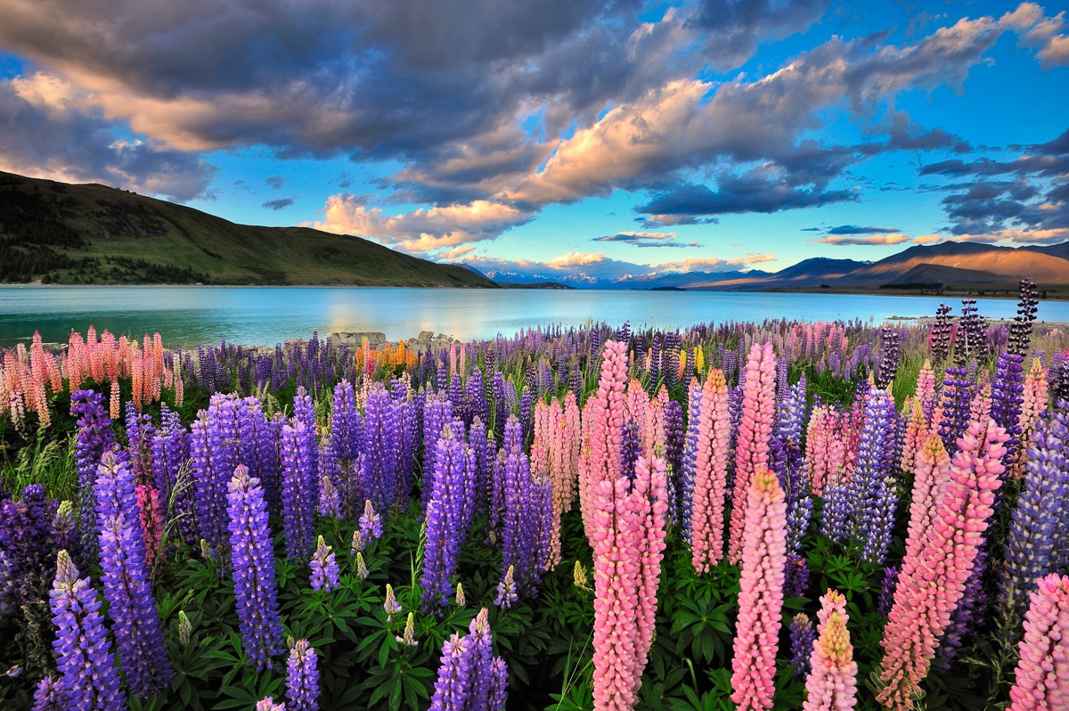 Papermoon Fototapete »See Tekapo Lupinen«