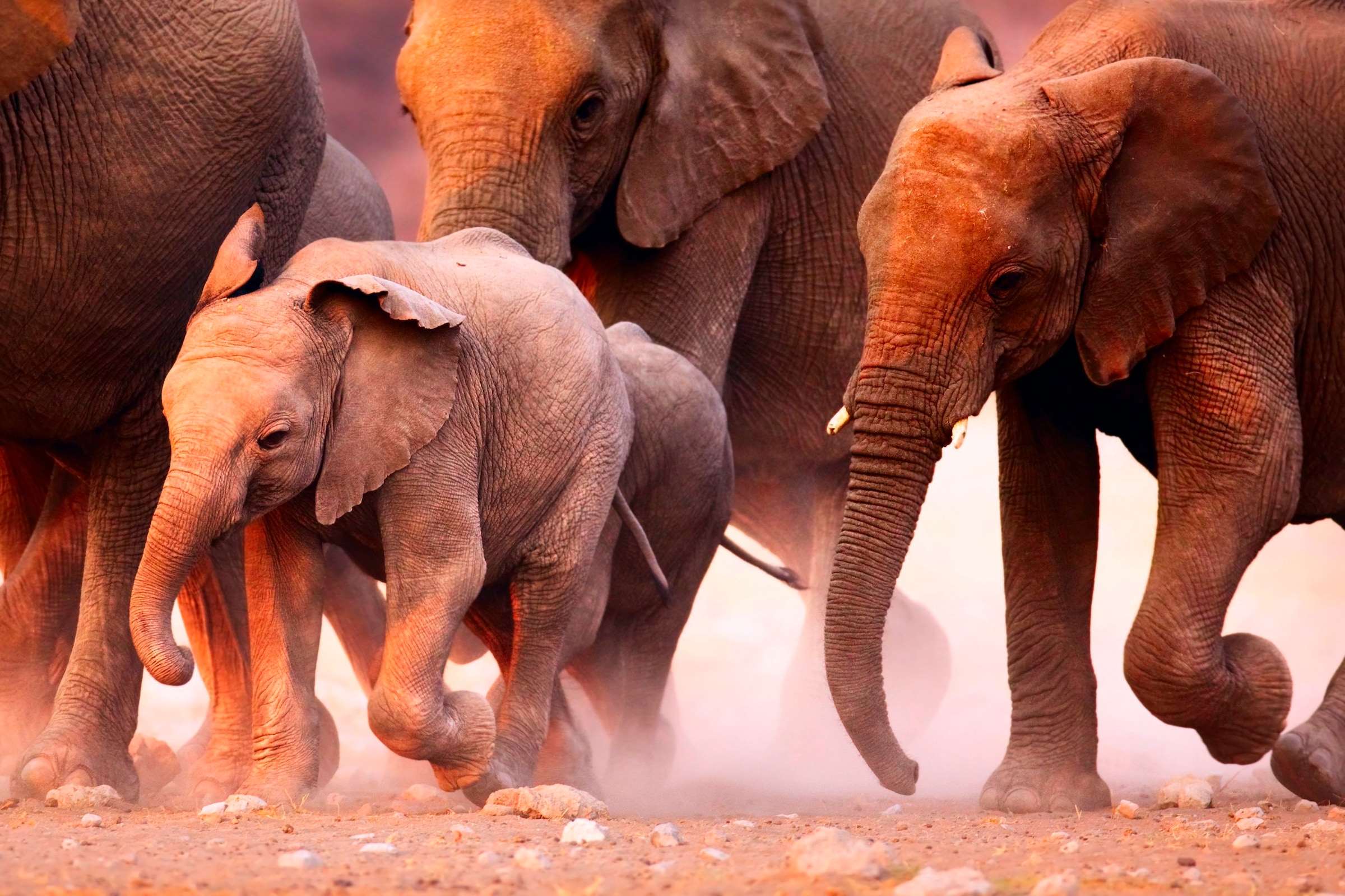 Papermoon Fototapete »Elephant Herd« glatt