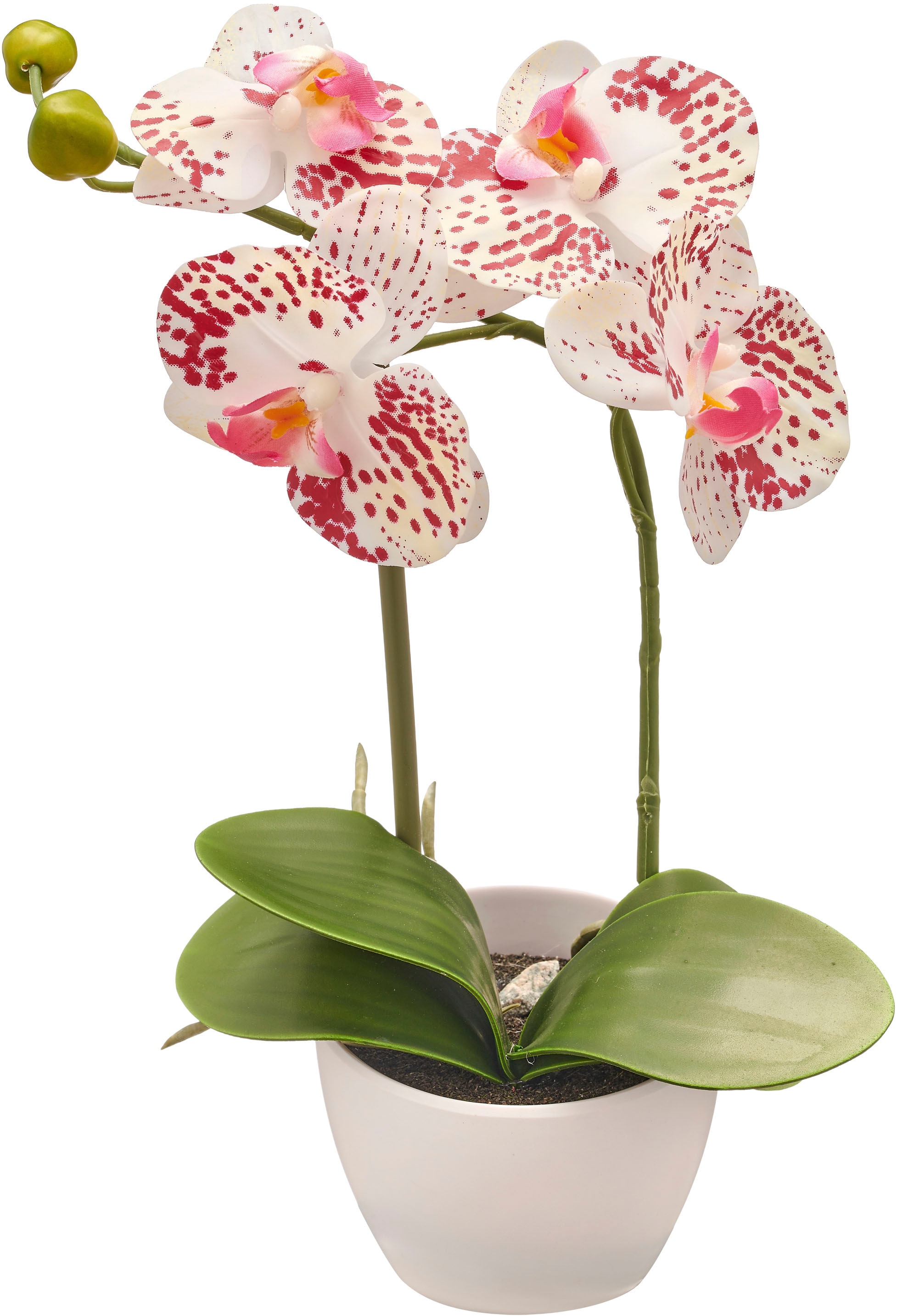 Creativ green Kunstorchidee »Orchidee Phalaenopsis« im Design-Topf