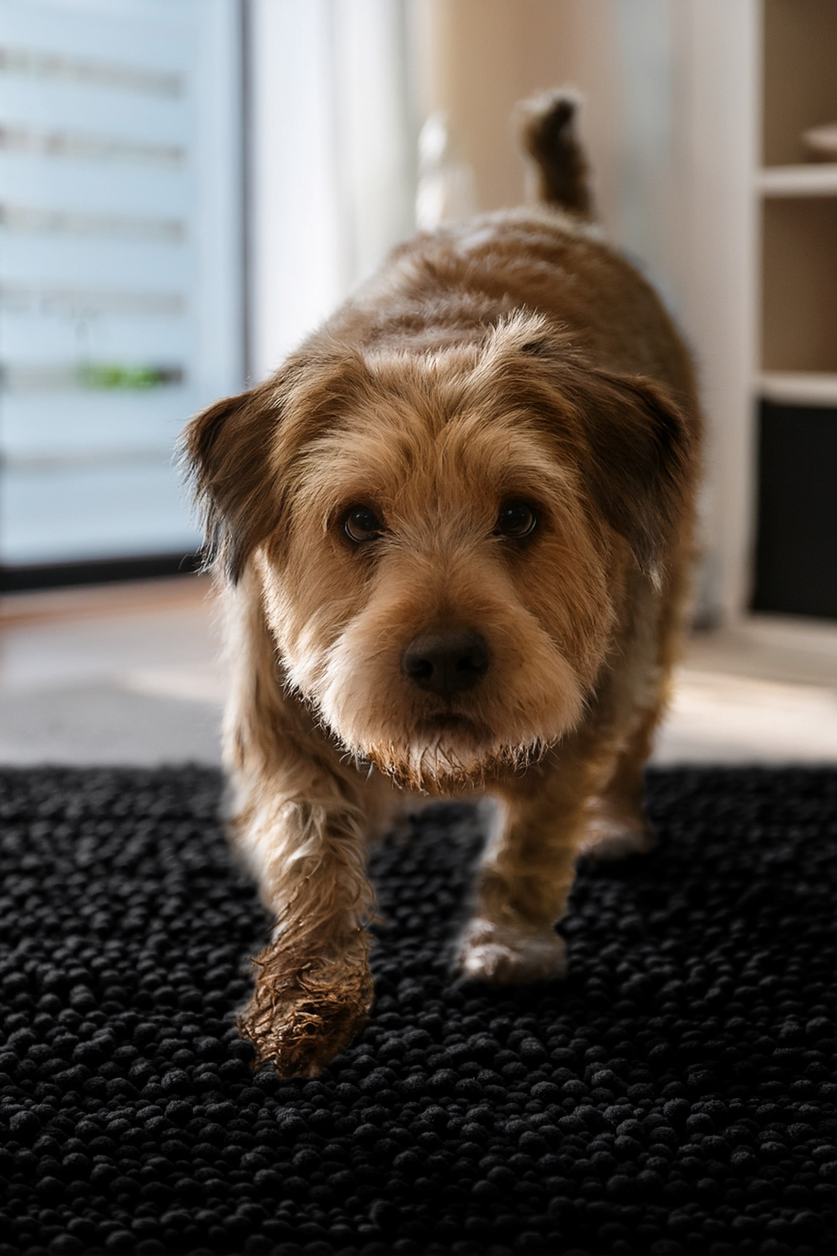 Wecon home Tapis »Cooper« Rectangulaire 22 mm Höhe Haustierteppich, rutschfest, waschbar, weicher Chenille Teppich