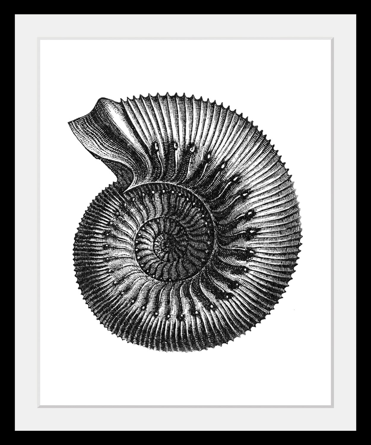 queence Bild »Bernd« Kunst | Meer | Schwarz-Weiss | Wassertiere 1 Stk. tlg. HD Premium Poster-Druck inkl. Holzrahmen