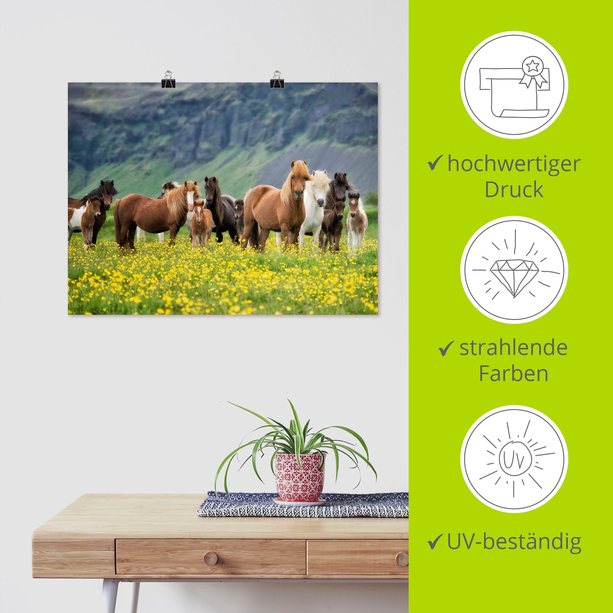 Artland Fresque murale »Isländische Pferde VII« 1 cuis tlg. als Leinwandbild, Poster in verschied. Grössen