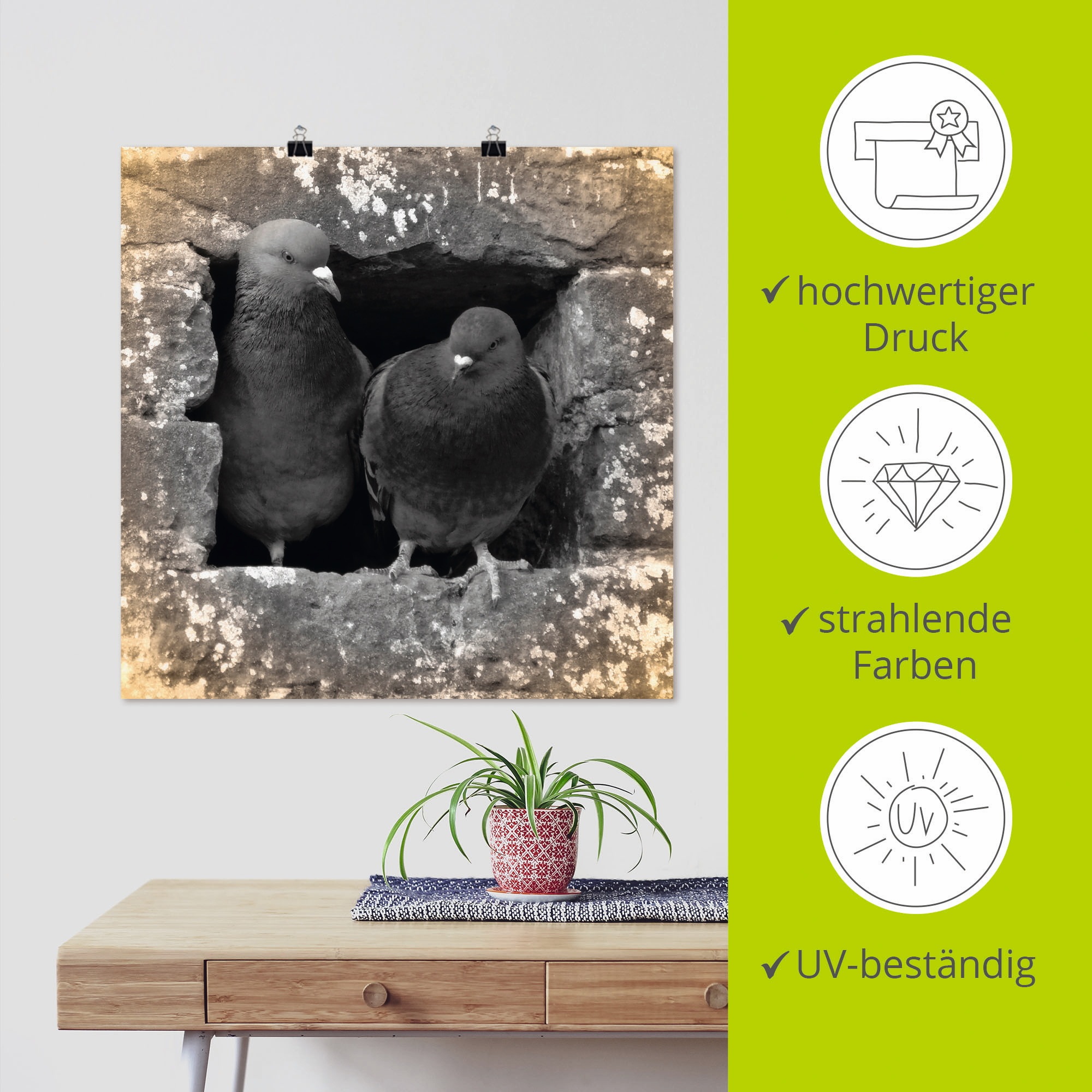 Artland Wandbild »Tauben Liebe« Vögel 1 Stk. tlg. als Alubild, Poster in verschied. Grössen