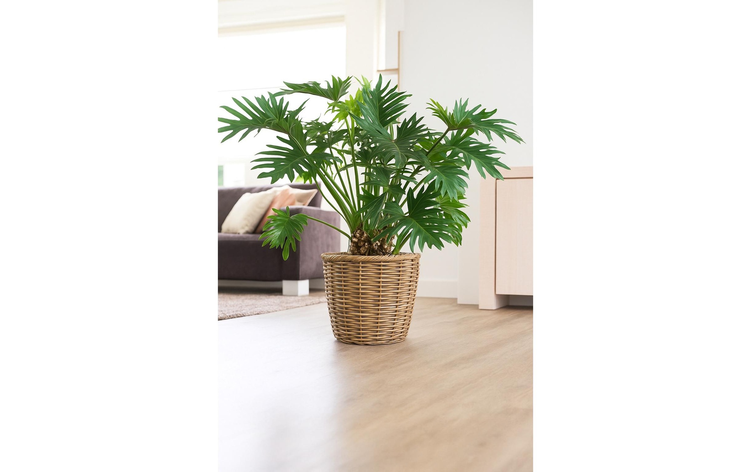   Pot de fleurs »CHALET Korb Chalet«