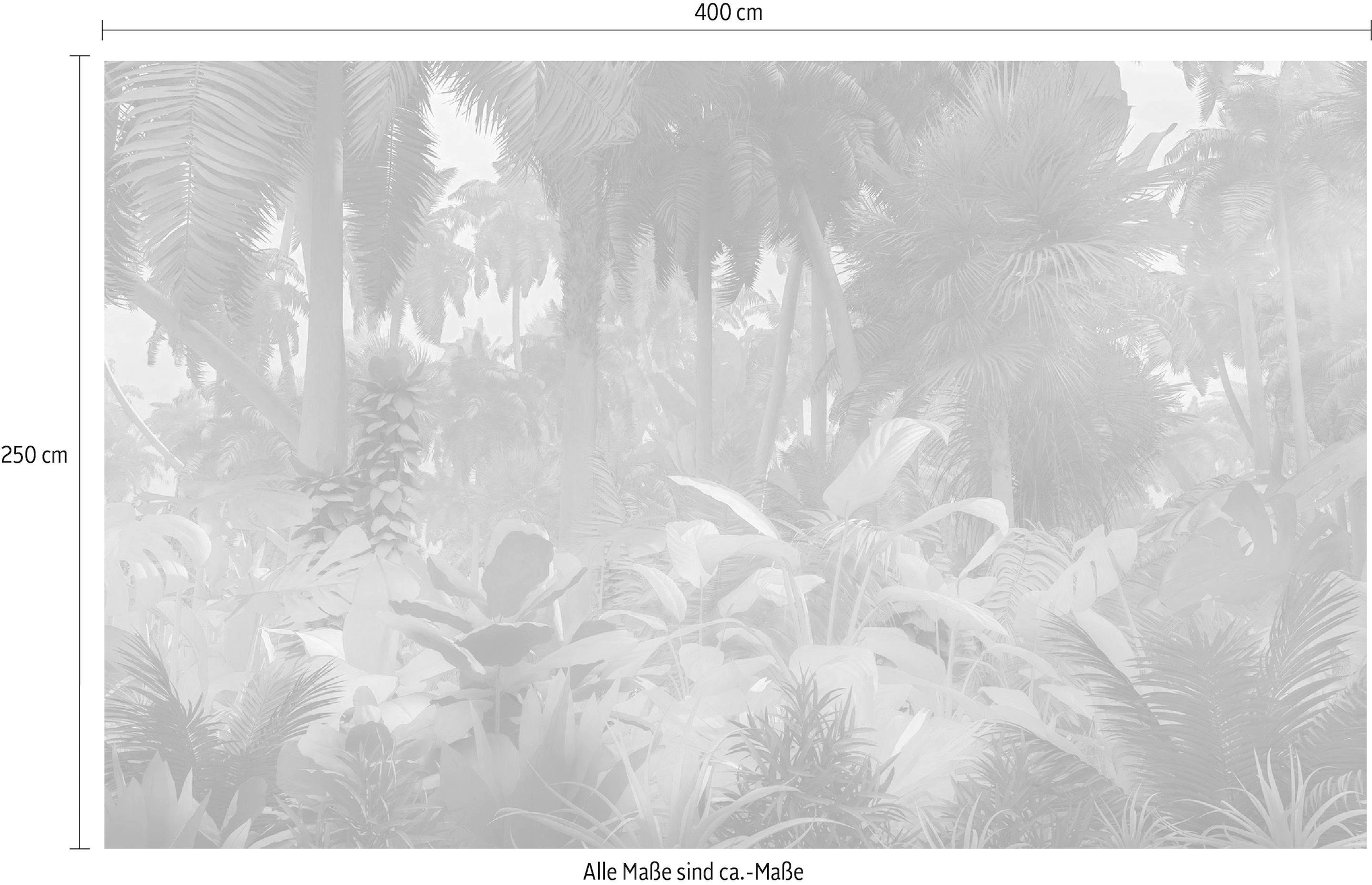 Komar Papier peint intissé »Digitaldruck Vlies -  Misty Jungle - Grösse 400 x 250 cm« imprimé Wohnzimmer, Schlafzimmer