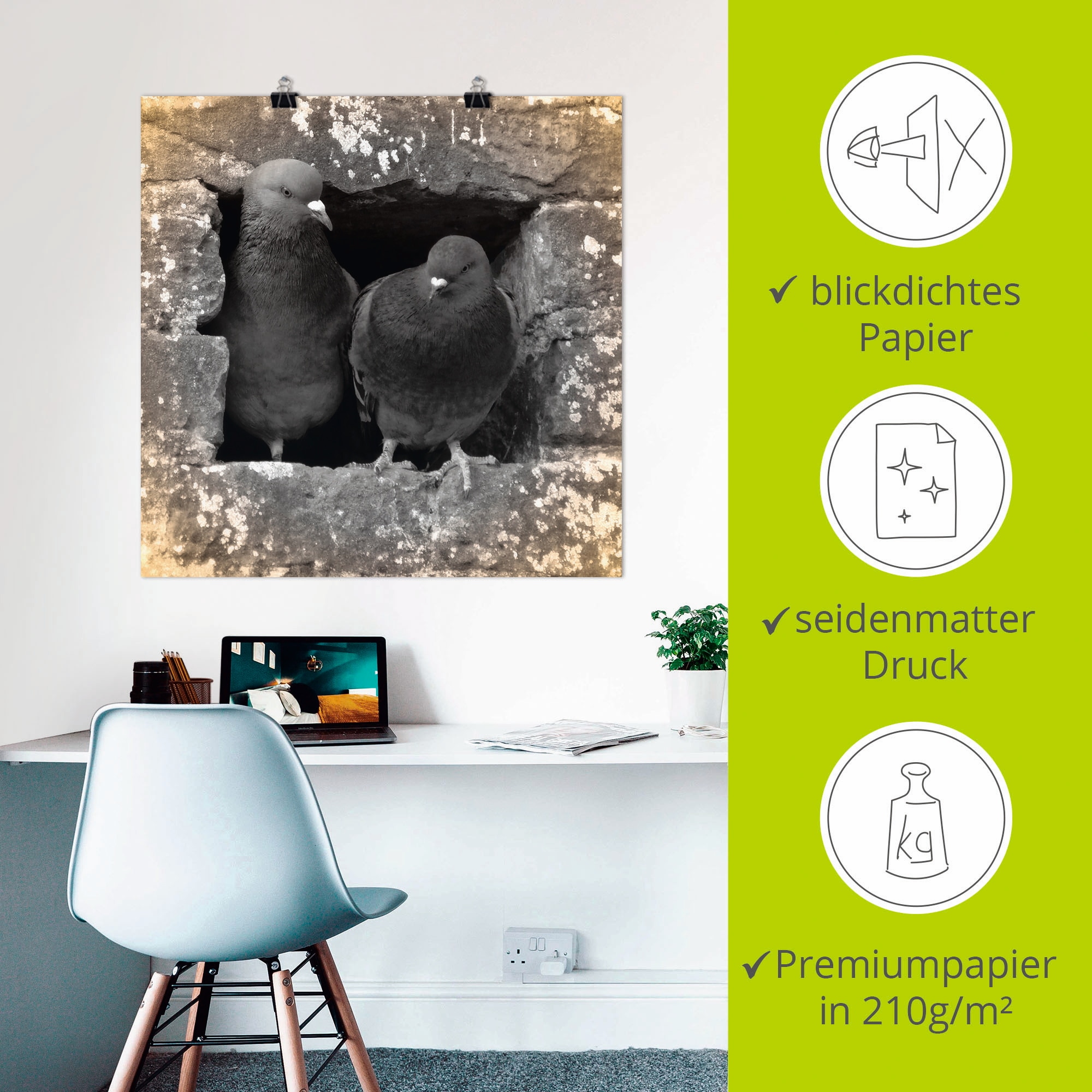 Artland Wandbild »Tauben Liebe« Vögel 1 Stk. tlg. als Alubild, Poster in verschied. Grössen