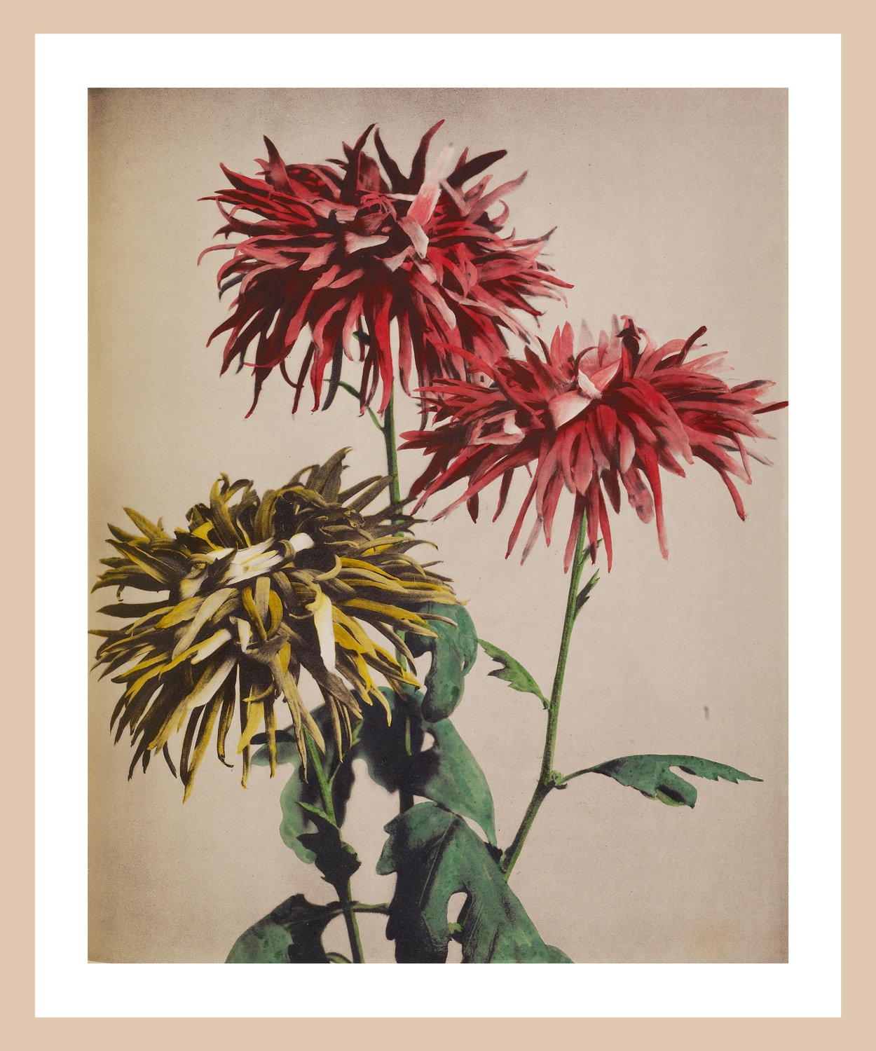 queence Bild mit Rahmen »Lina« Pflanze Premium Rahmenbild