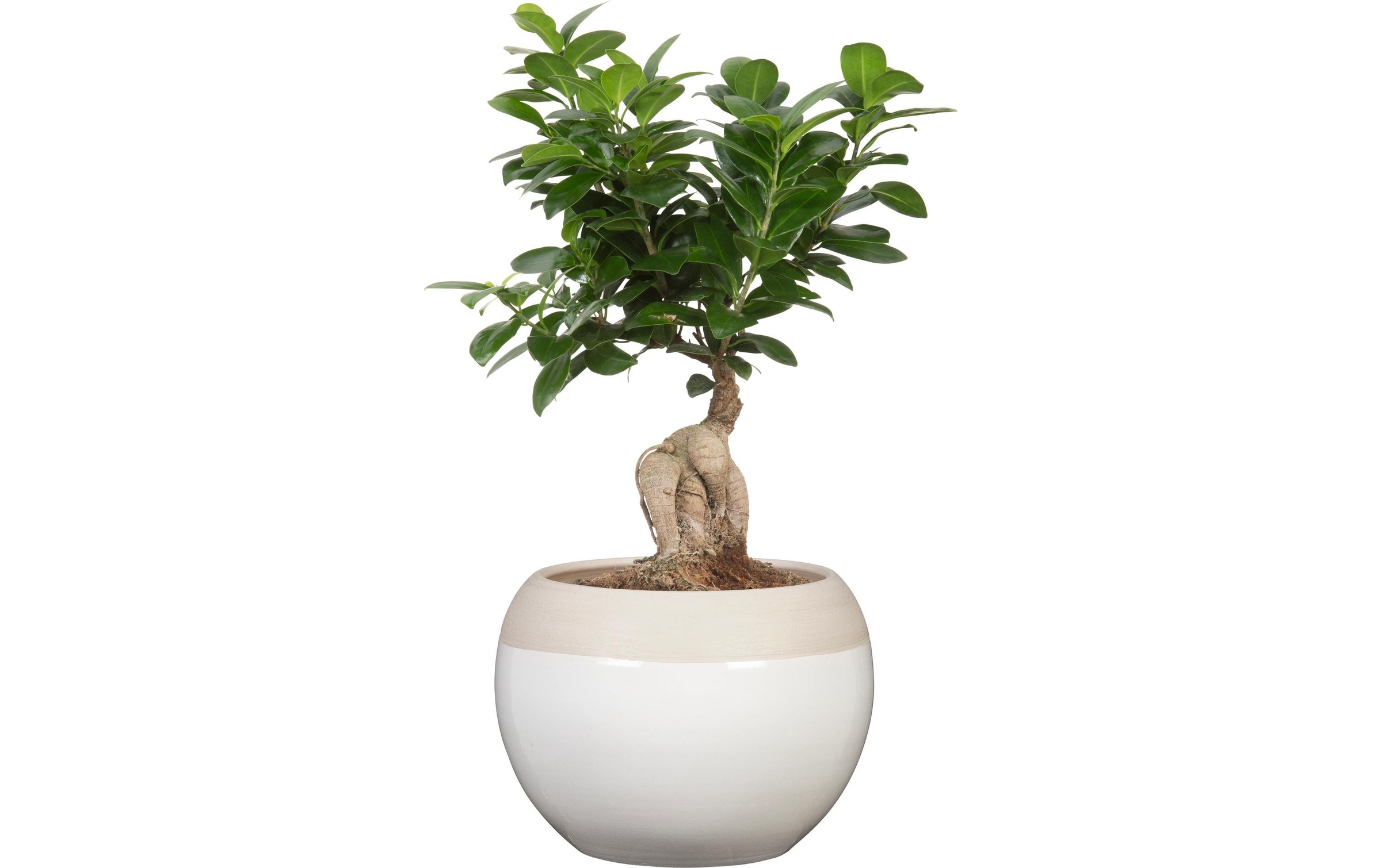 Scheurich Blumentopf »Blanco«