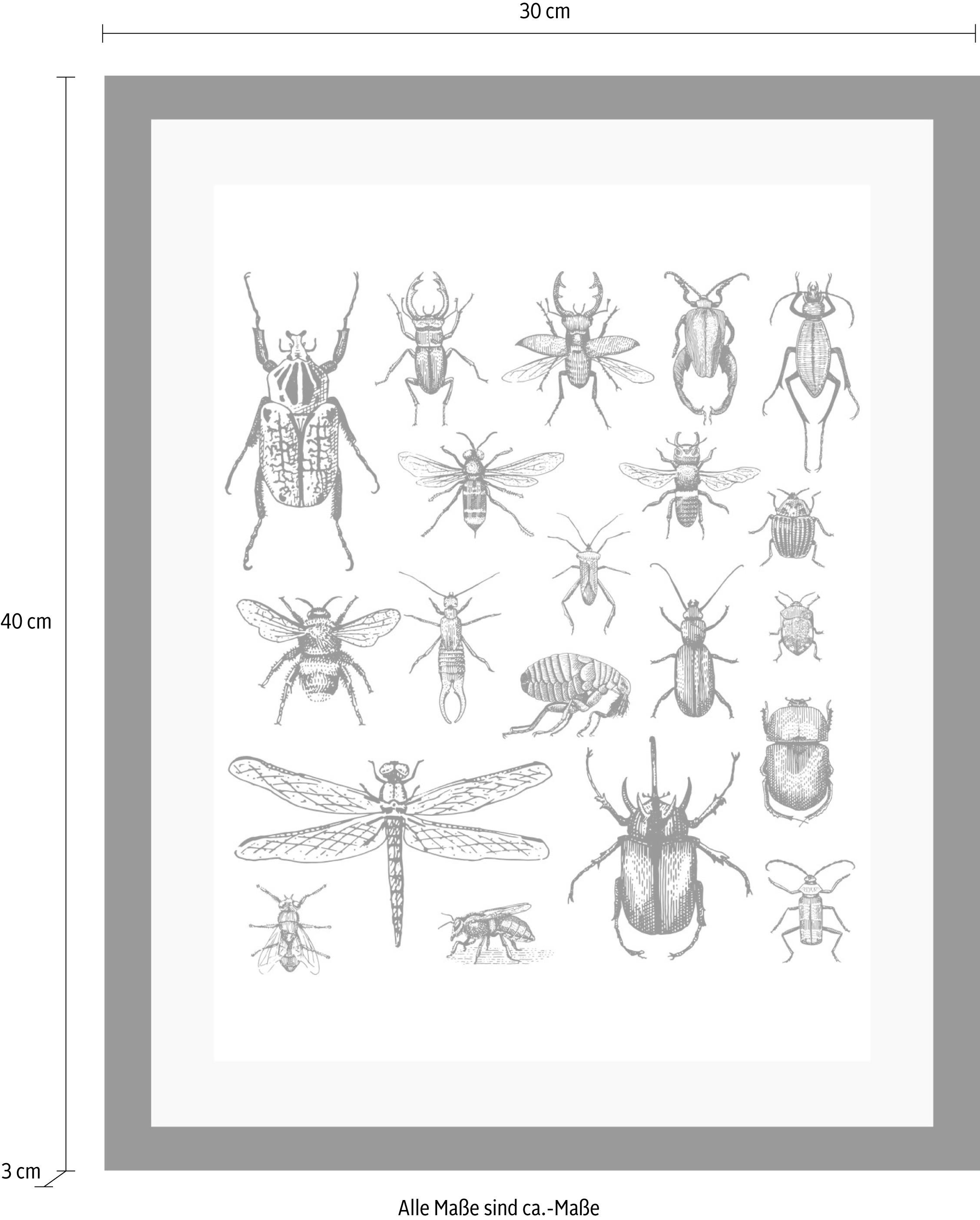queence Bild »Käfer« Insekten | Kunst | Schwarz-Weiss | Tiere HD Premium Poster-Druck inkl. Holzrahmen