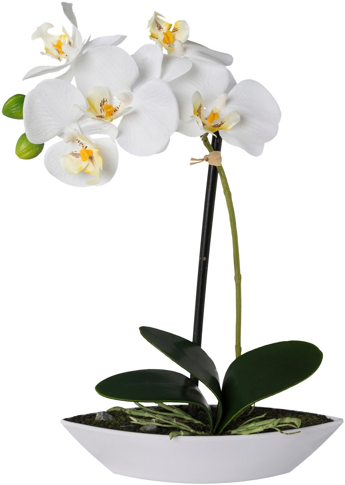 Creativ green Orchidée artificielle »Phalaenopsis« 2er Set, in Kunststoffschale