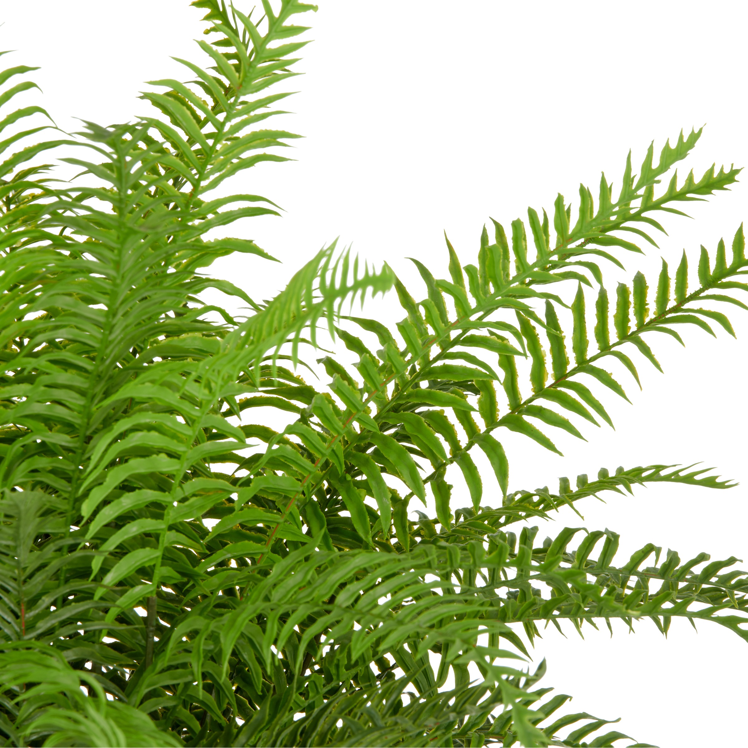 Creativ green Plante artificielle »Schwertfarn« mit zahlreichen Farnwedeln