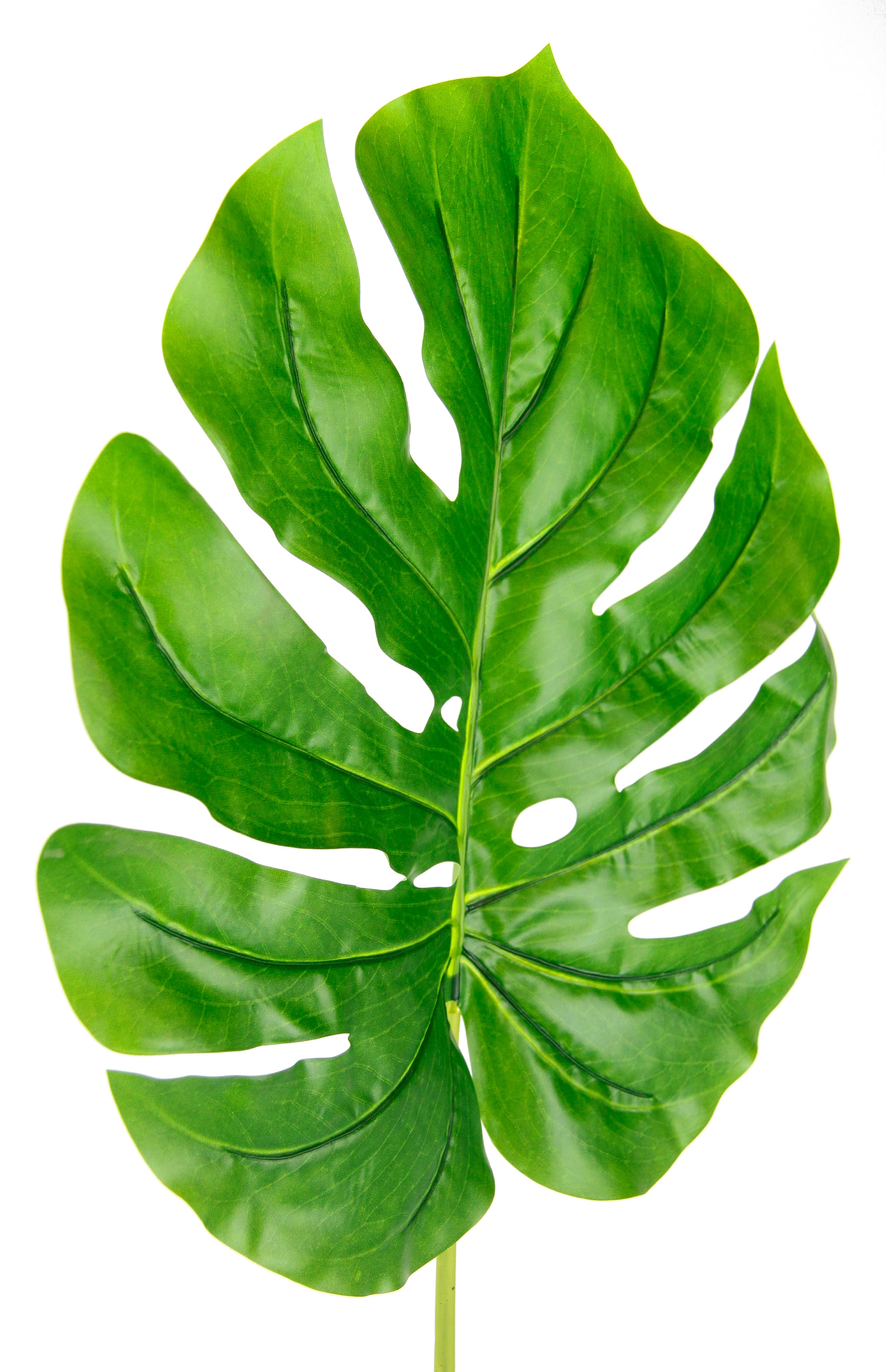 I.GE.A. Plante artificielle »Splitphiloblatt« Monstera, Kunstzweig, 5er Set