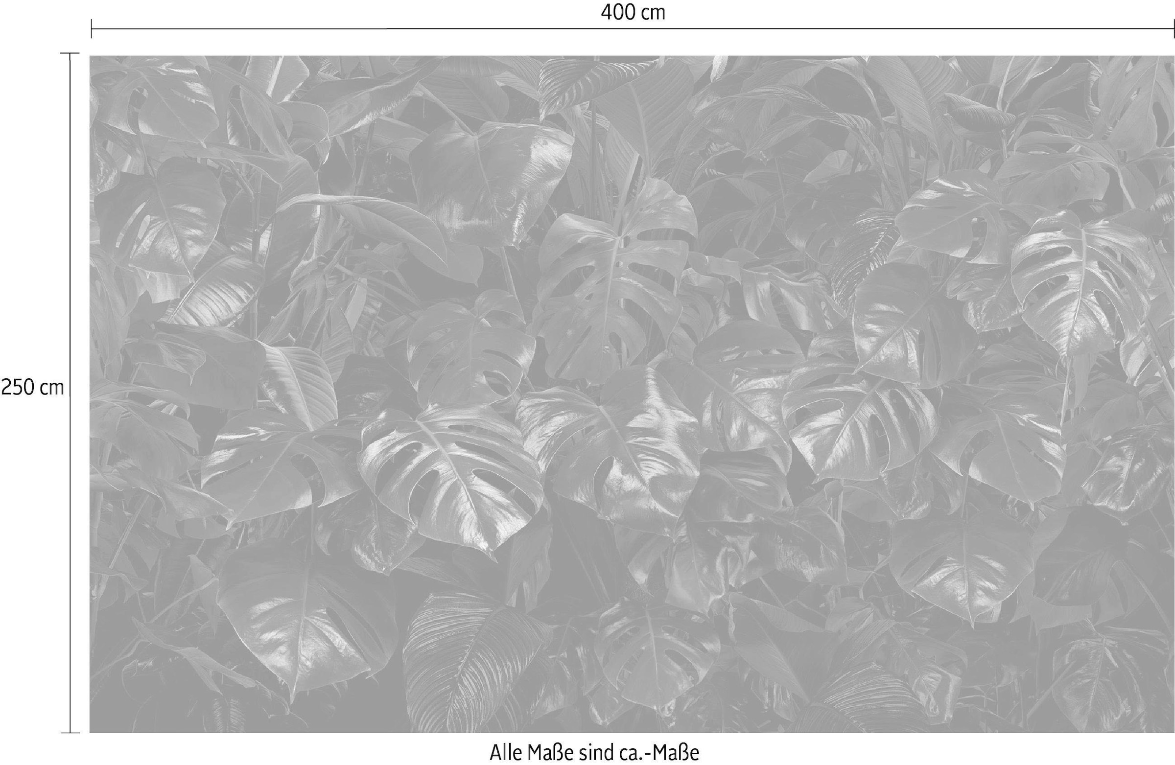 Komar Papier peint intissé »Digitaldruck Vlies -  Tropical Wall - Grösse 400 x 250 cm« imprimé Wohnzimmer, Schlafzimmer