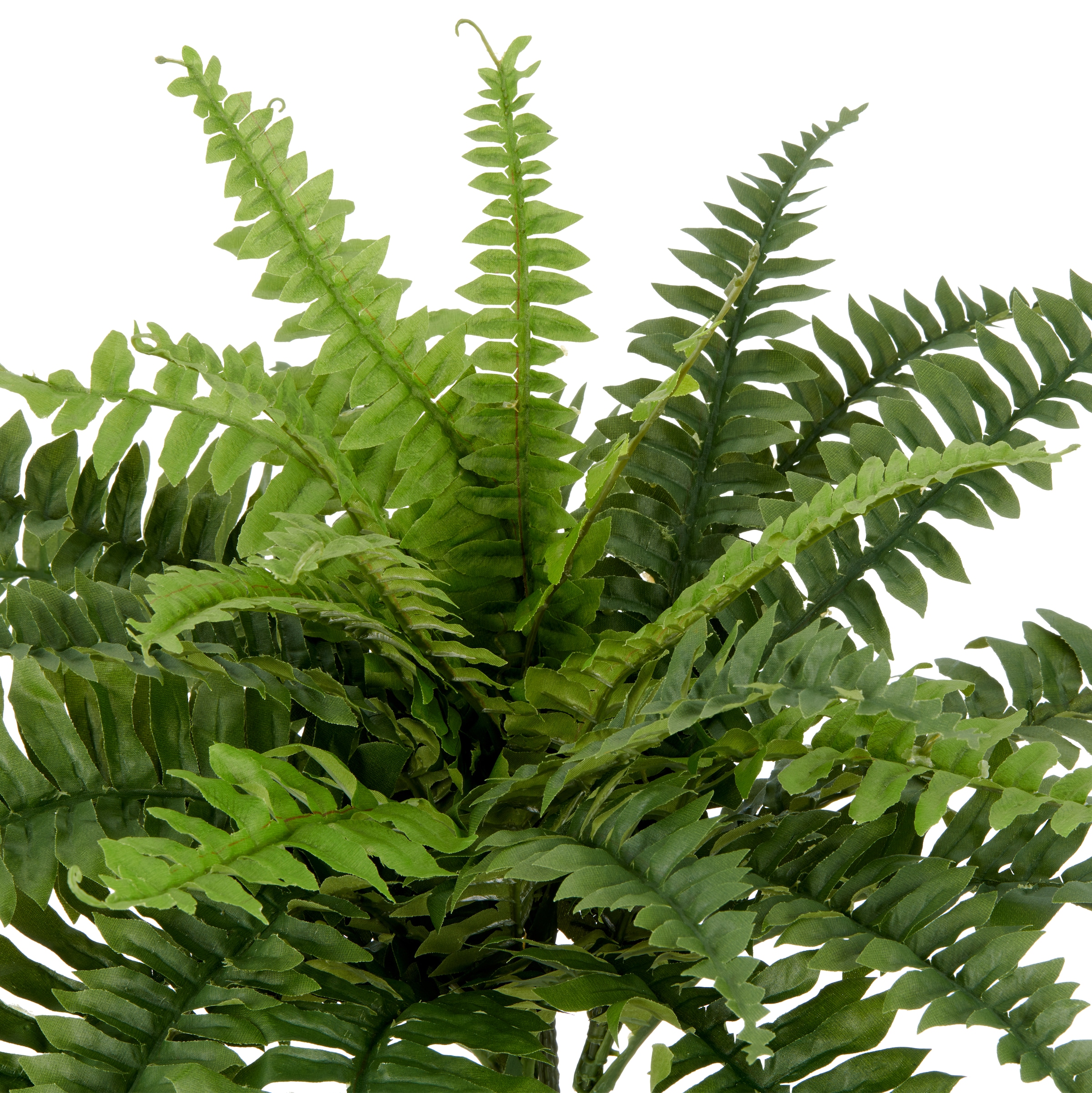 Creativ green Plante artificielle »Bostonfarn ohne Topf« mit zahlreichen Farnwedeln
