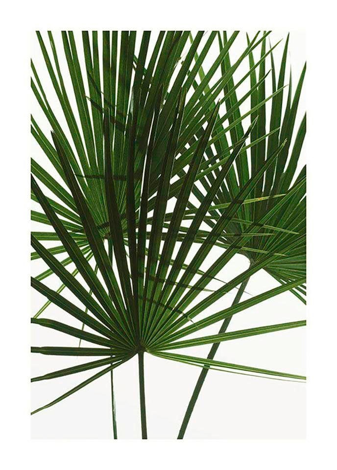 Komar Bild »Palmtree Leaves« Pflanzen 1 Stk. tlg. Wandbild zur Dekoration - ohne Rahmen