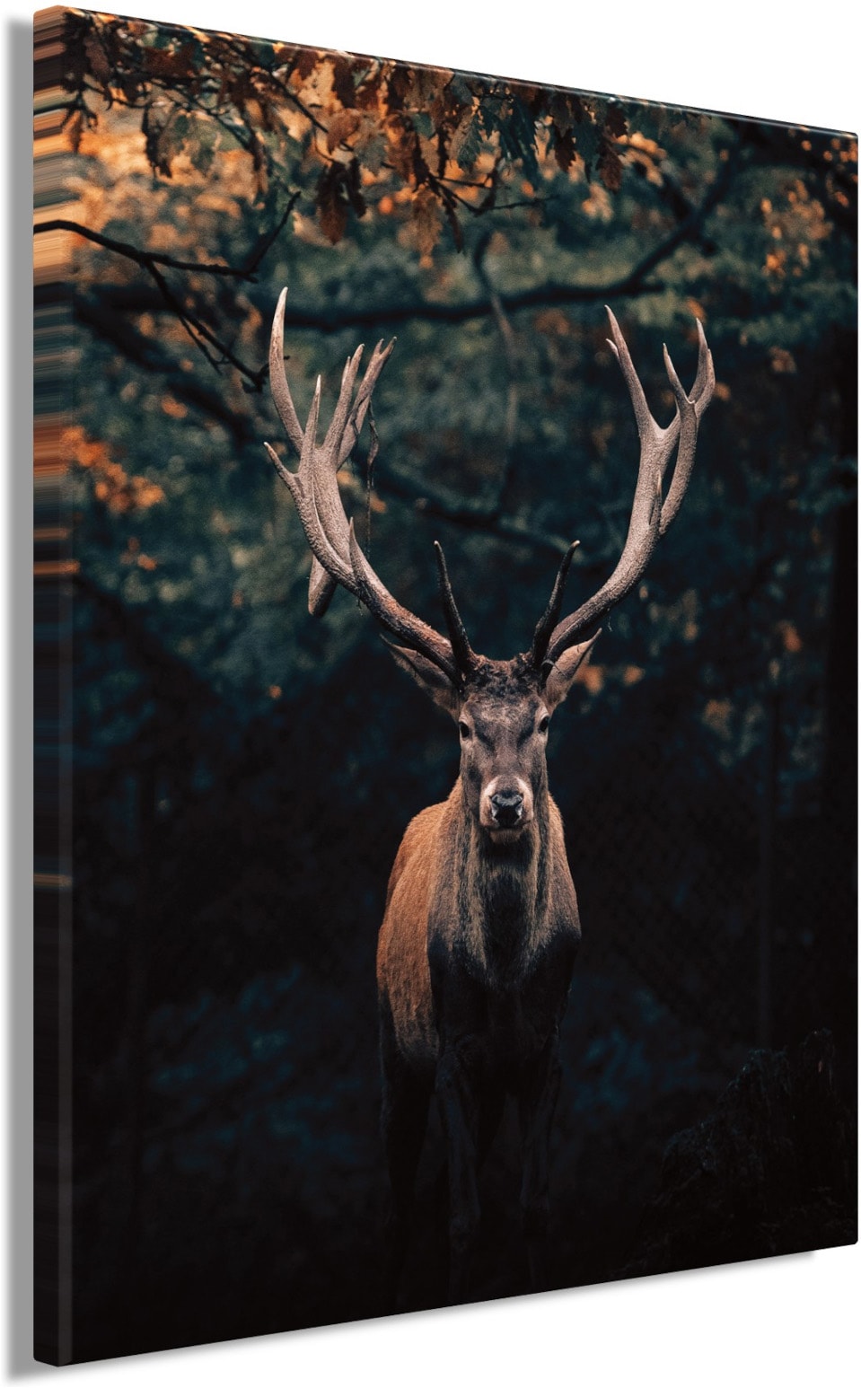 Bönninghoff Tableau sur toile »Wandbild HIRSCH IM WALD XXL 118x140 cm – Leinwandbild Keilrahmen Deko« Animaux | Animaux sauvages | Cerf | Cerfs | Chevreuils | Forêt | Images de cerfs | Nature 1 cuis tlg. tendu sur châssis