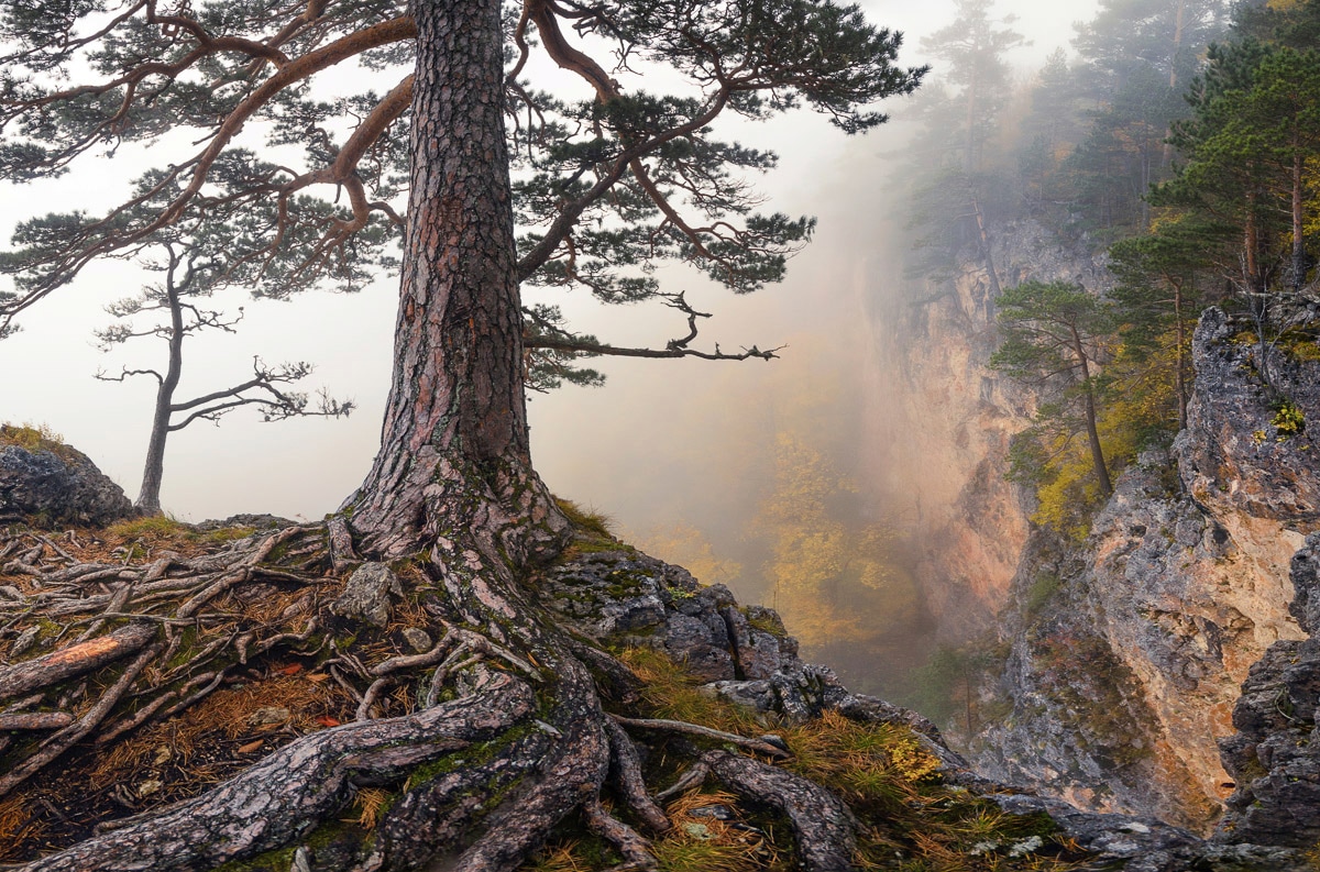 Papermoon Papier peint photo »Baum an Klippe«