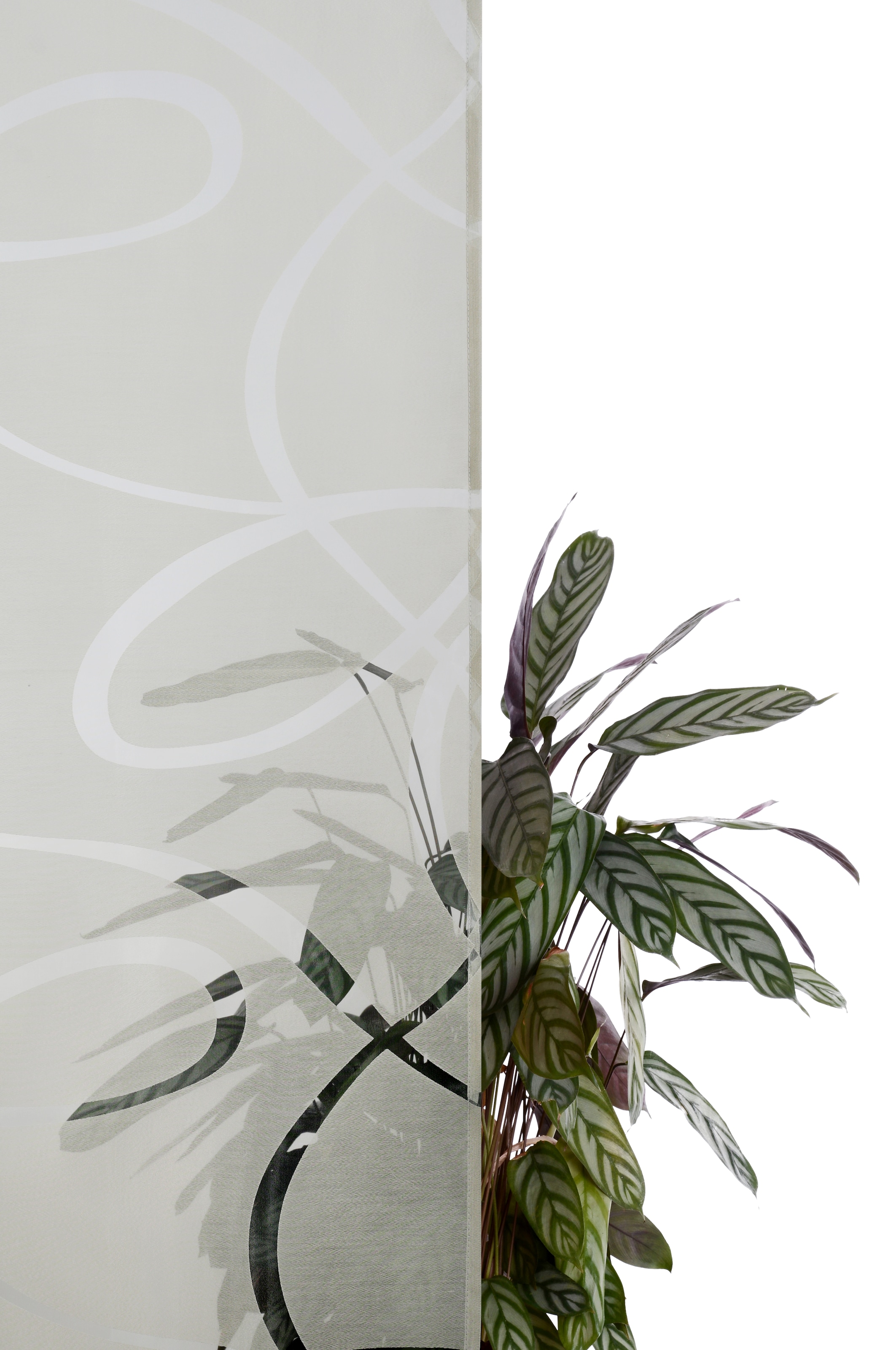 Bruno Banani Gardine »Tilo« Kräuselband 1 Stk. tlg. transparent, Ausbrenner, gewebt, verschiedene Grössen,