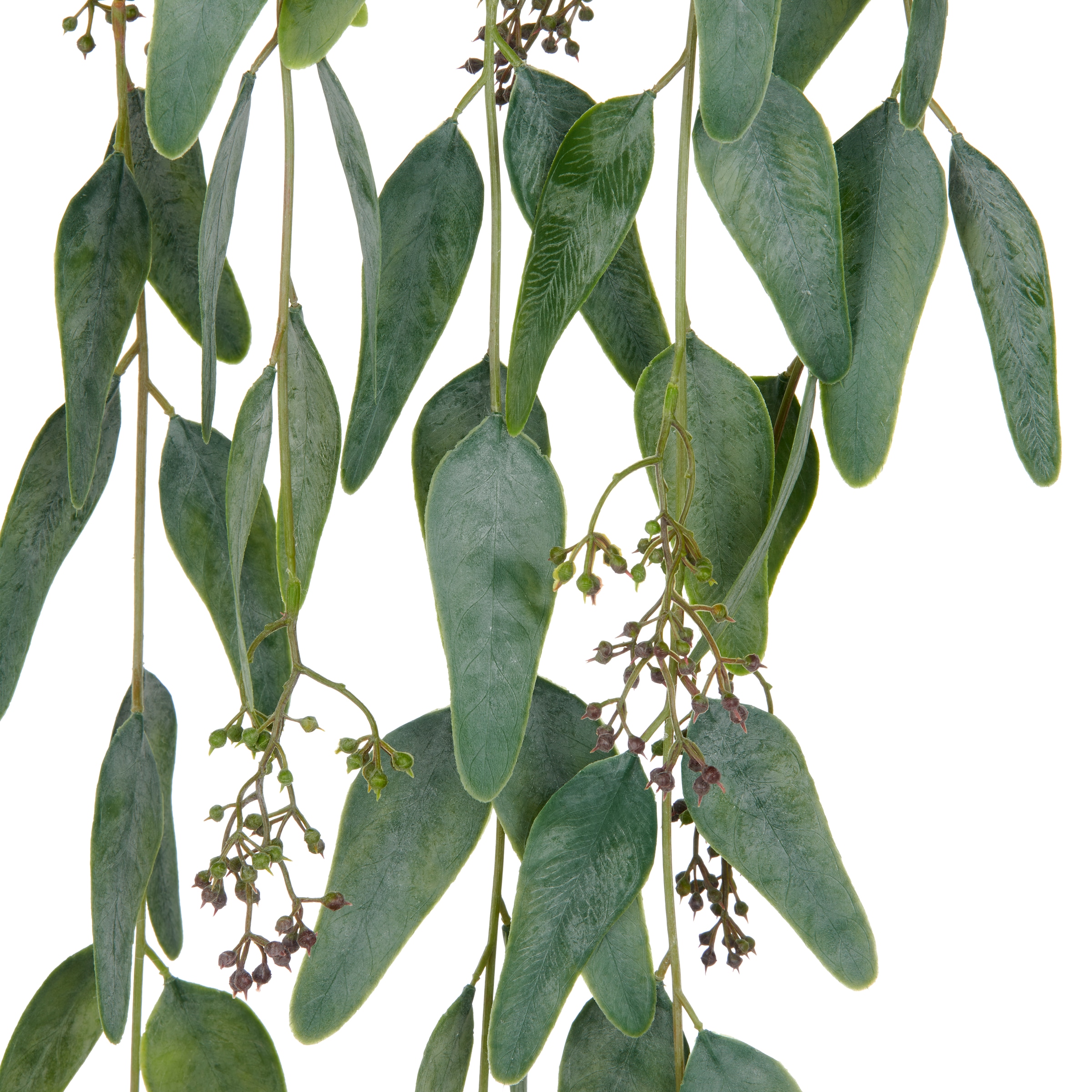 Creativ green Liane artificielle »Eukalyptus« mit Fruchtständen